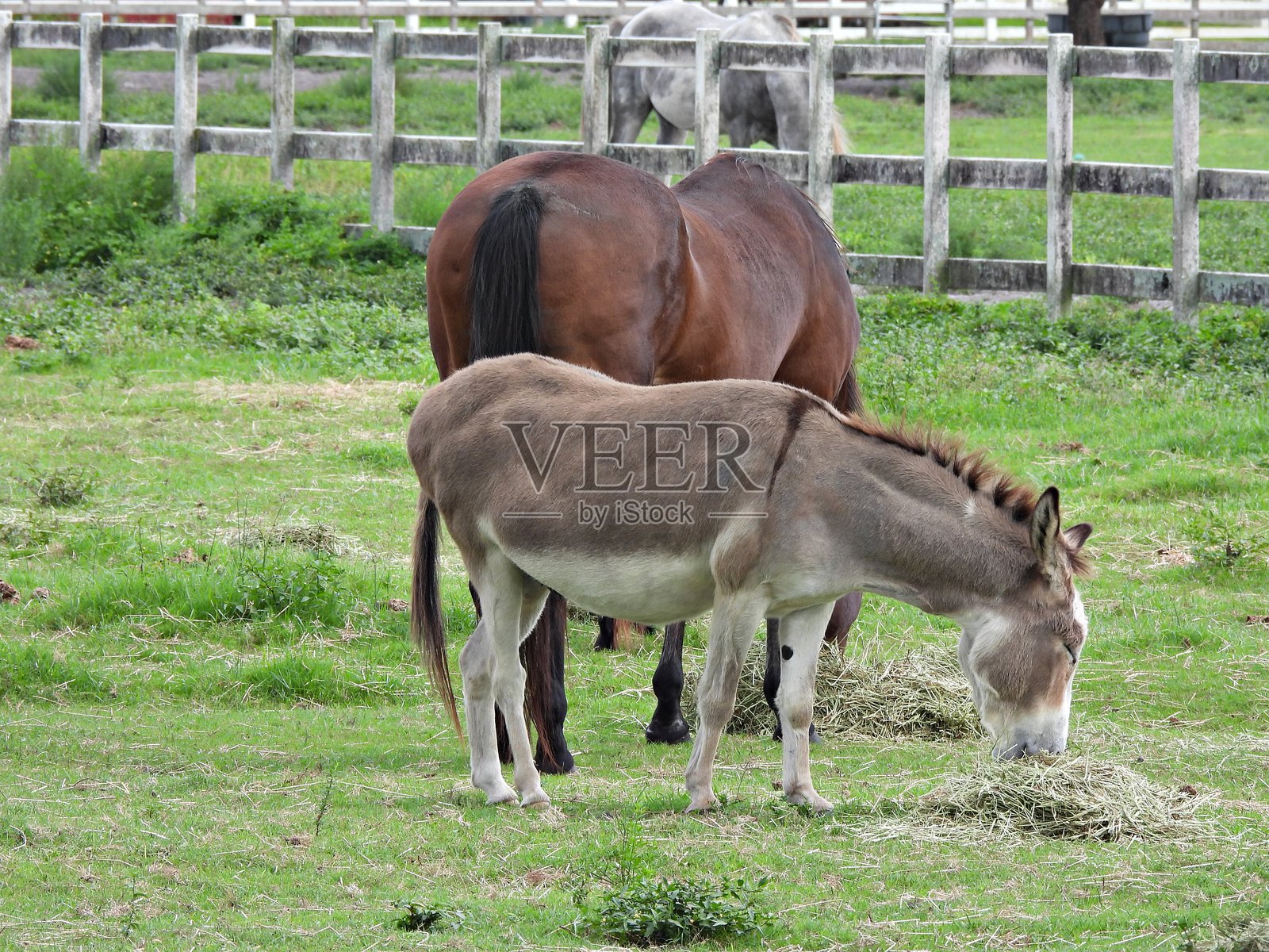驴（非洲驴） - 在吃第一茬草混合干草照片摄影图片
