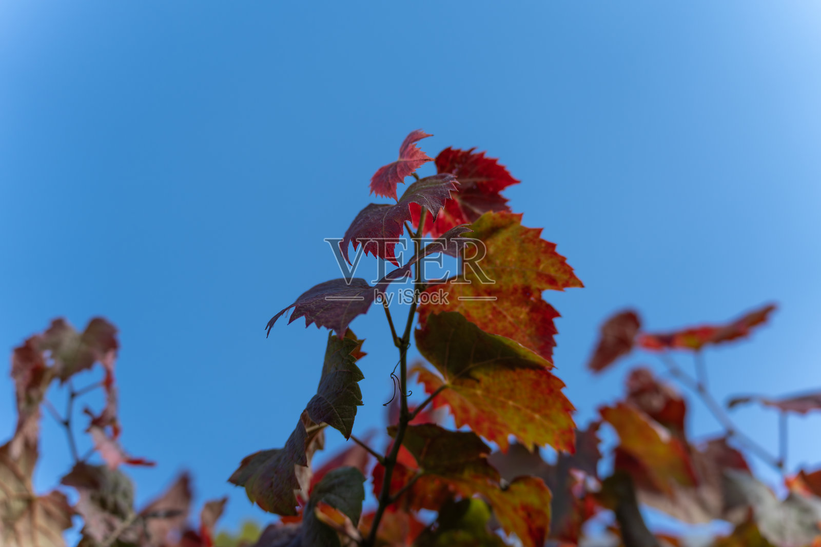 红色葡萄藤叶 Vitis vinifera 在明亮的蓝天映衬下闪耀。照片摄影图片