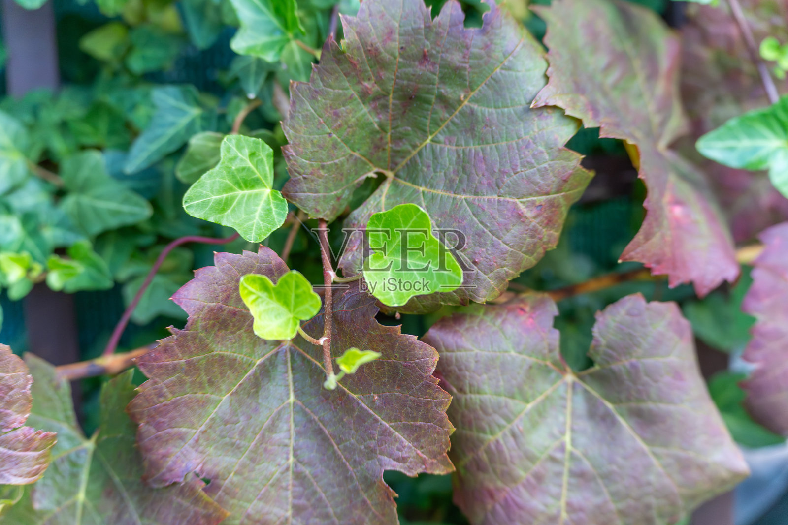 绿常春藤叶（Hedera helix）覆盖在红葡萄叶（Vitis vinifera）上。照片摄影图片