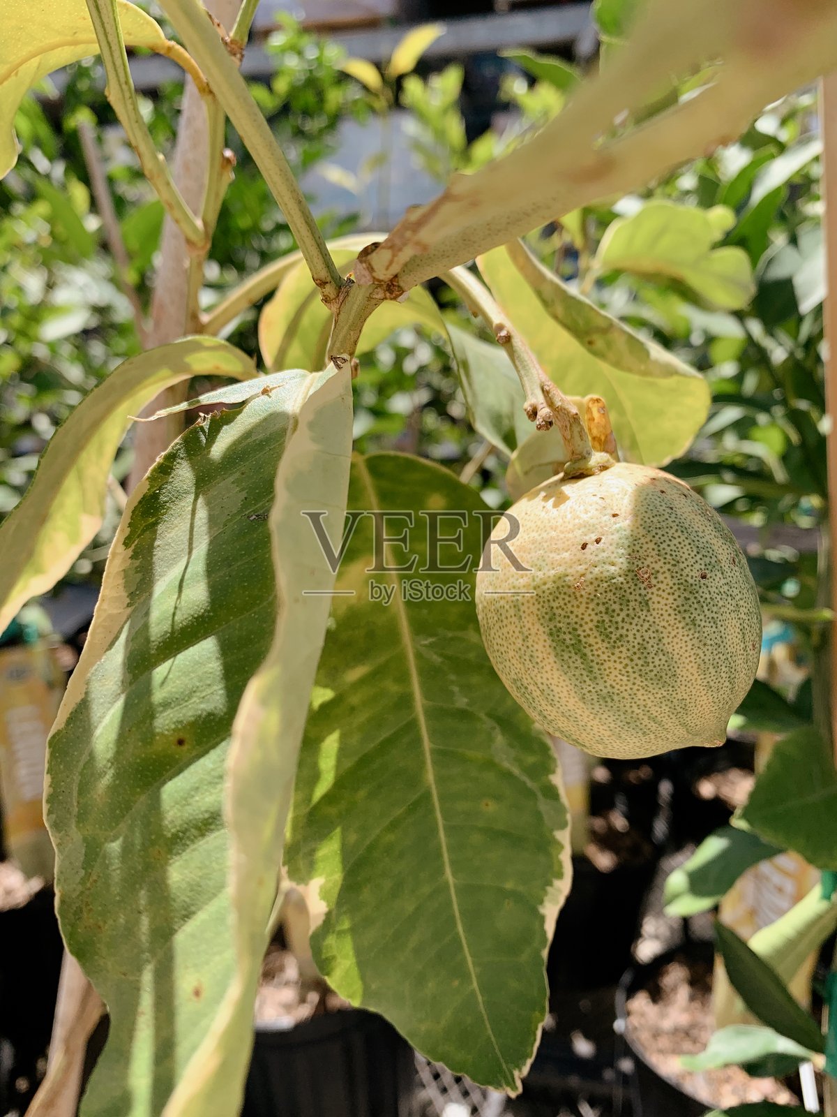 阳光明媚的南佛罗里达树上的杂色柑橘水果照片摄影图片