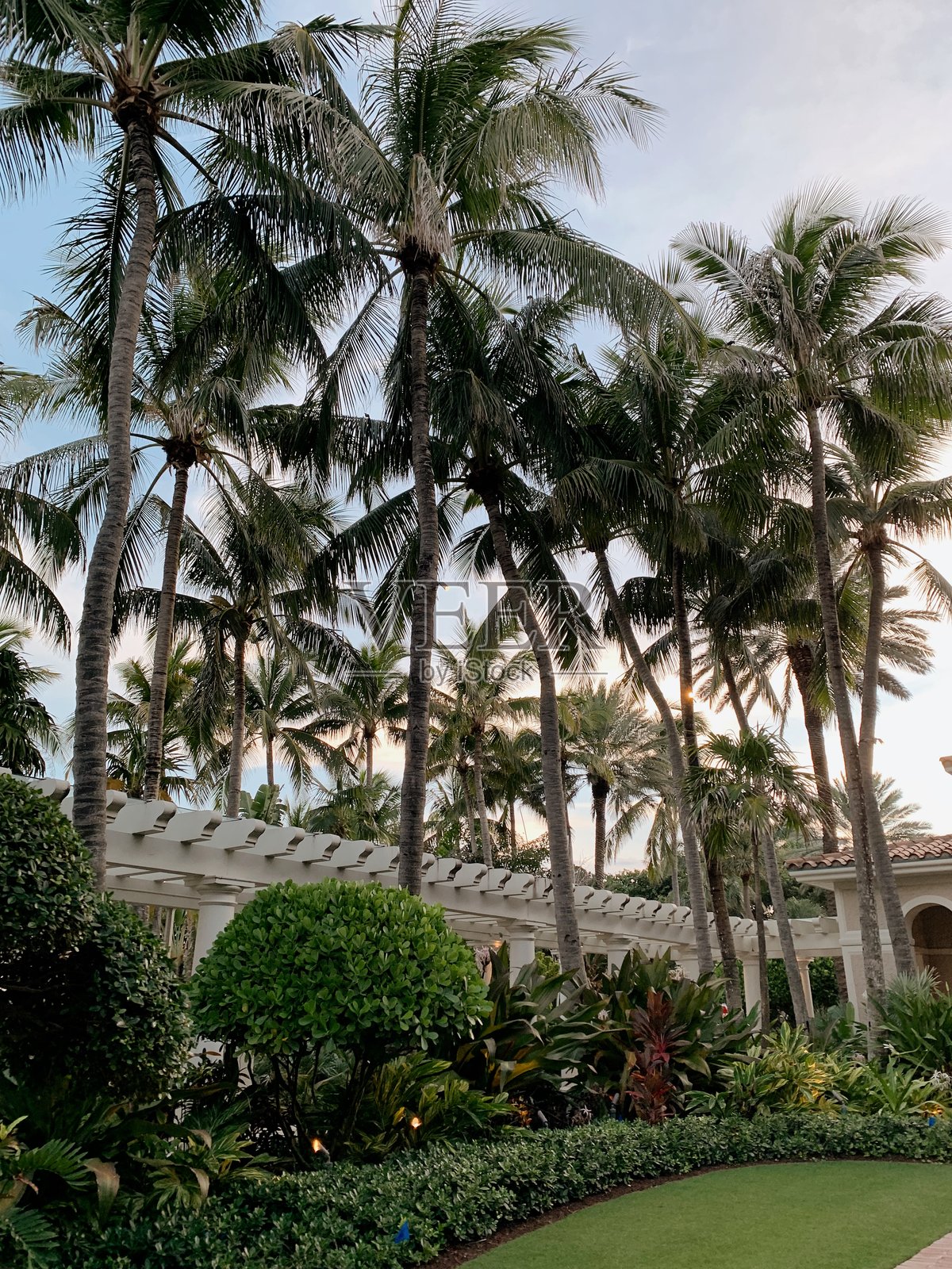 2025年夏季在棕榈滩户外拍摄的郁郁葱葱的绿色植物和树木的胶卷照片照片摄影图片