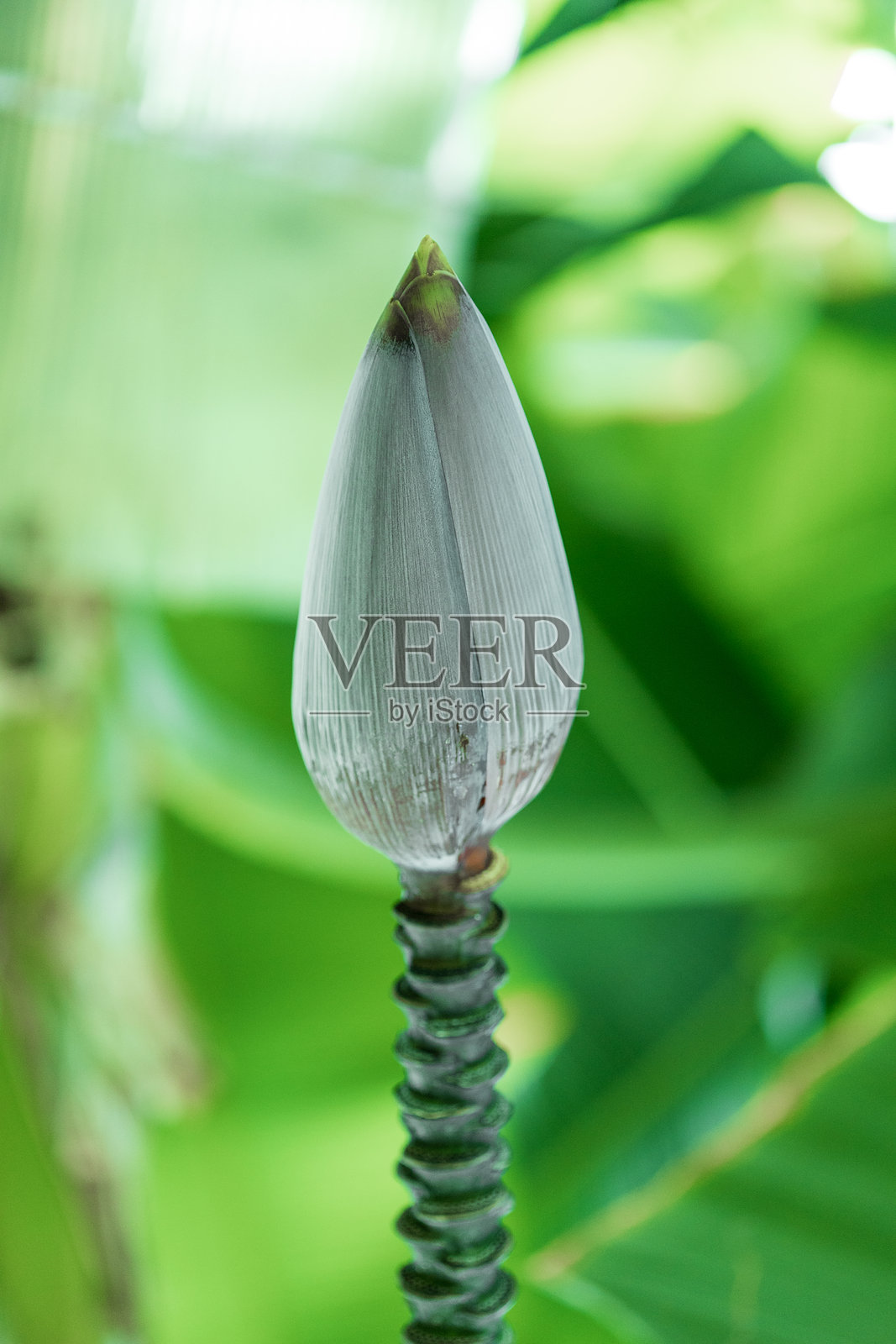 香蕉花和茎照片摄影图片