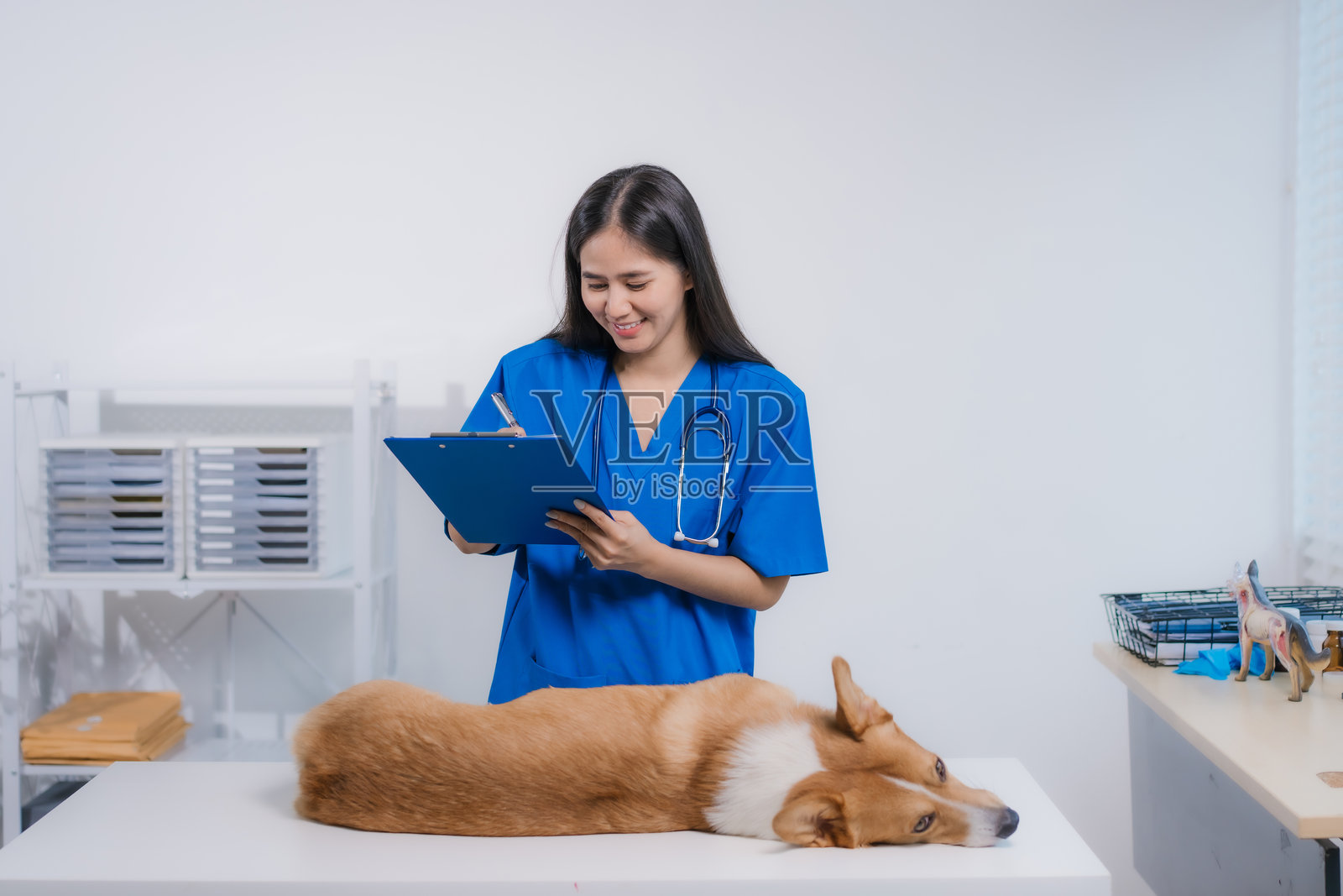 一位专业的亚洲女性兽医在动物诊所的桌子上检查一只快乐的柯基犬。她用听诊器细心照料，通过全面的体检确保这只狗的健康。照片摄影图片