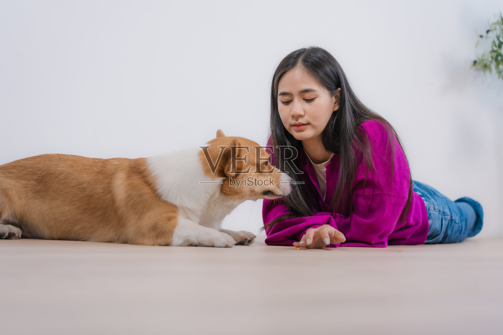 一位年轻的亚洲女性在家中与她心爱的柯基犬悠闲地放松，舒适地躺着。这是一个温暖人心的放松时刻，充满了爱、温暖和幸福。照片摄影图片