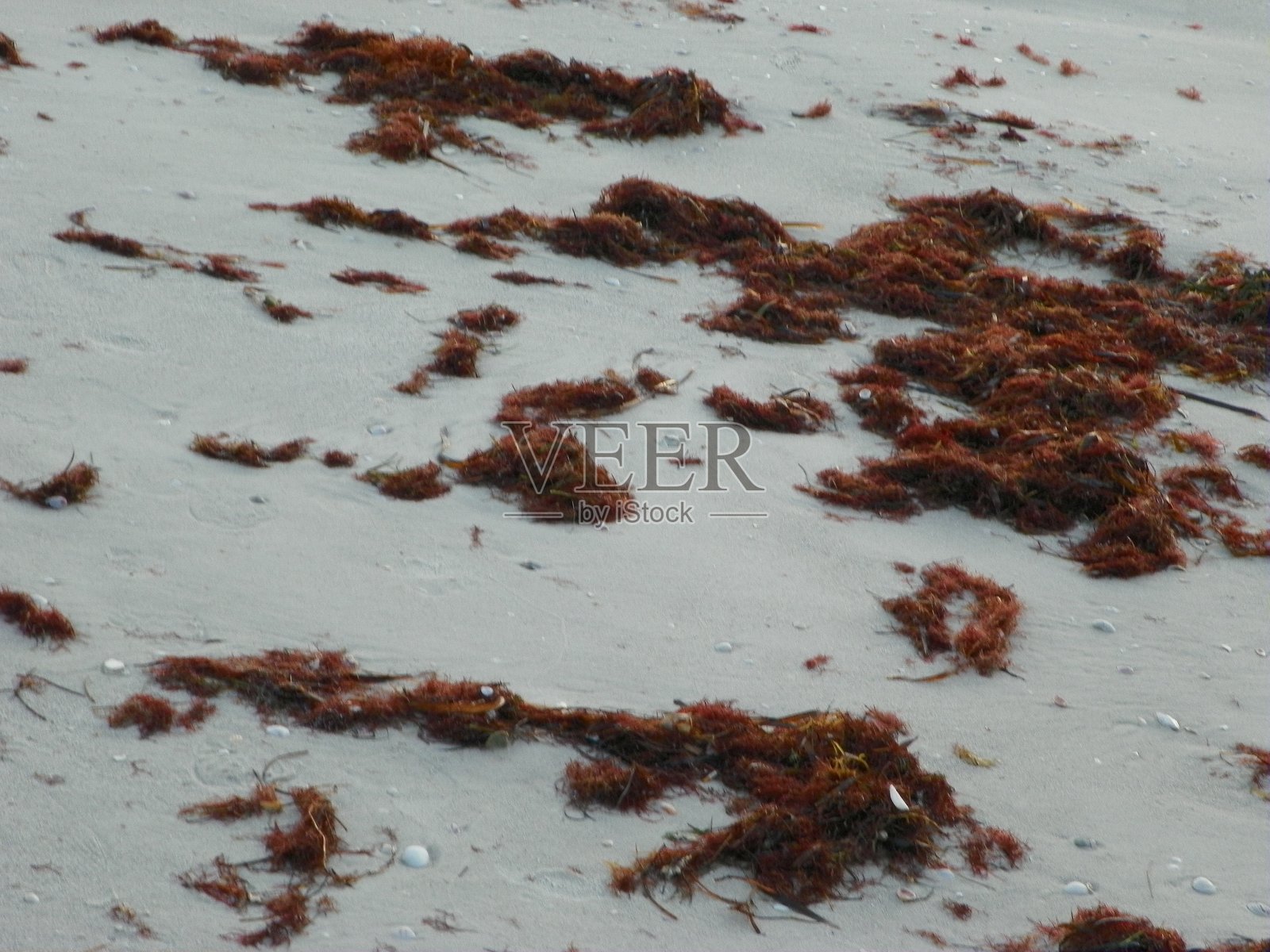 佛罗里达的海藻照片摄影图片