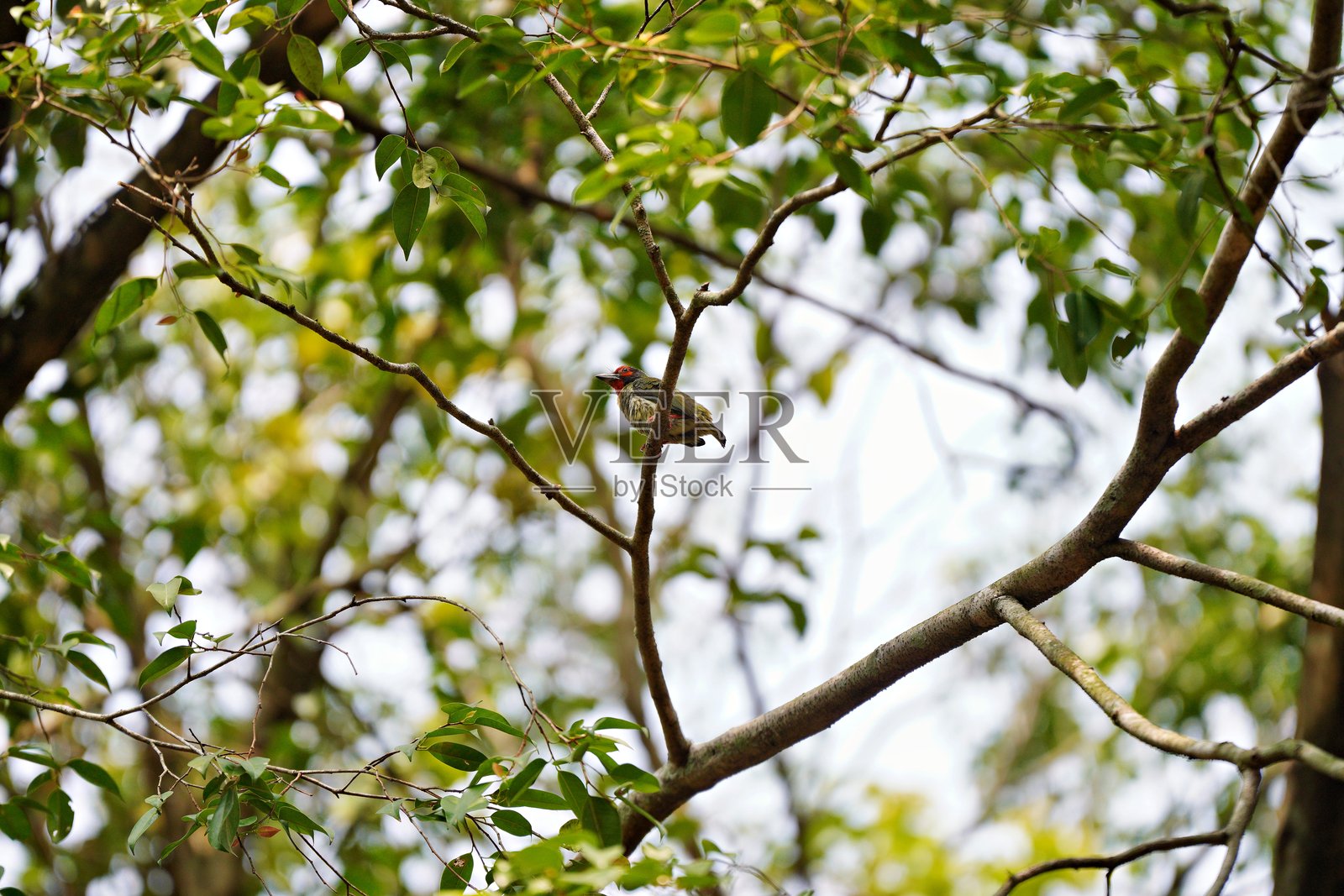 Psilopogon haemacephalus照片摄影图片