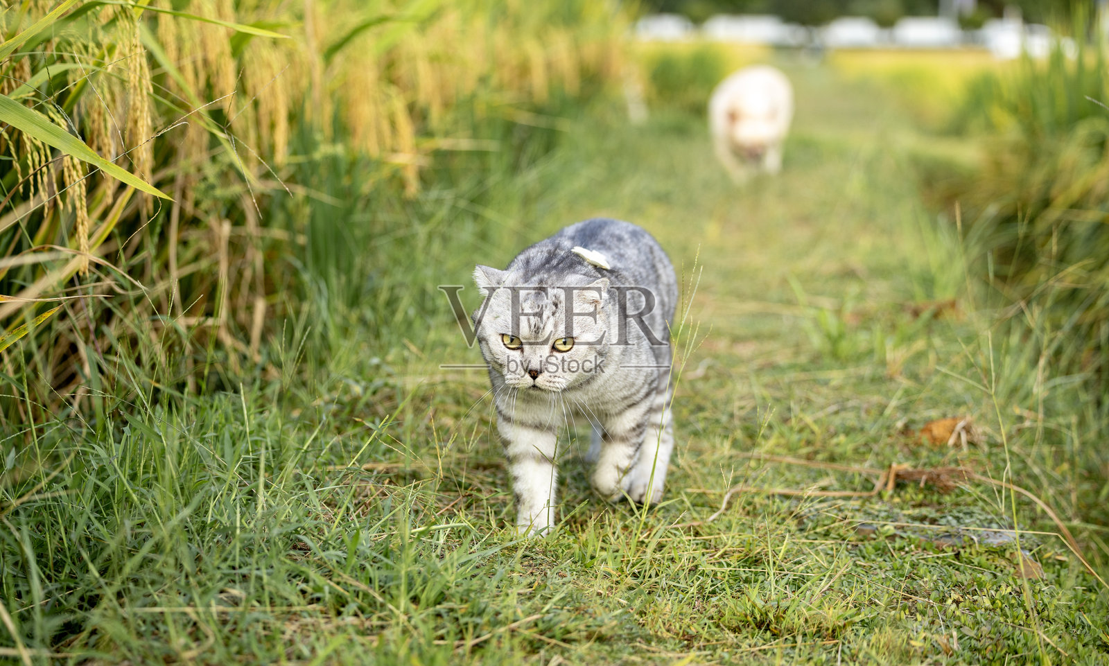 美国短毛猫照片摄影图片