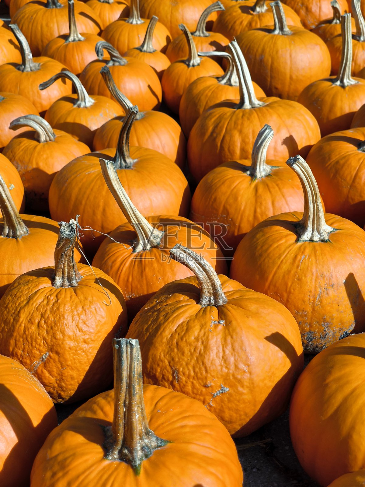 秋天农场上的许多南瓜照片摄影图片