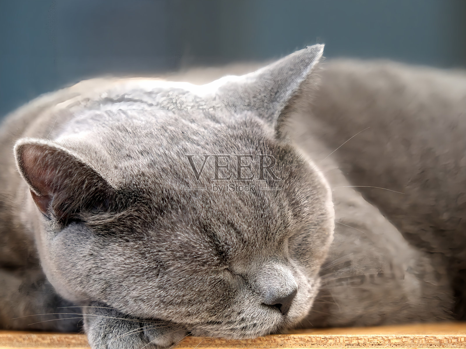 睡觉的英国短毛猫照片摄影图片