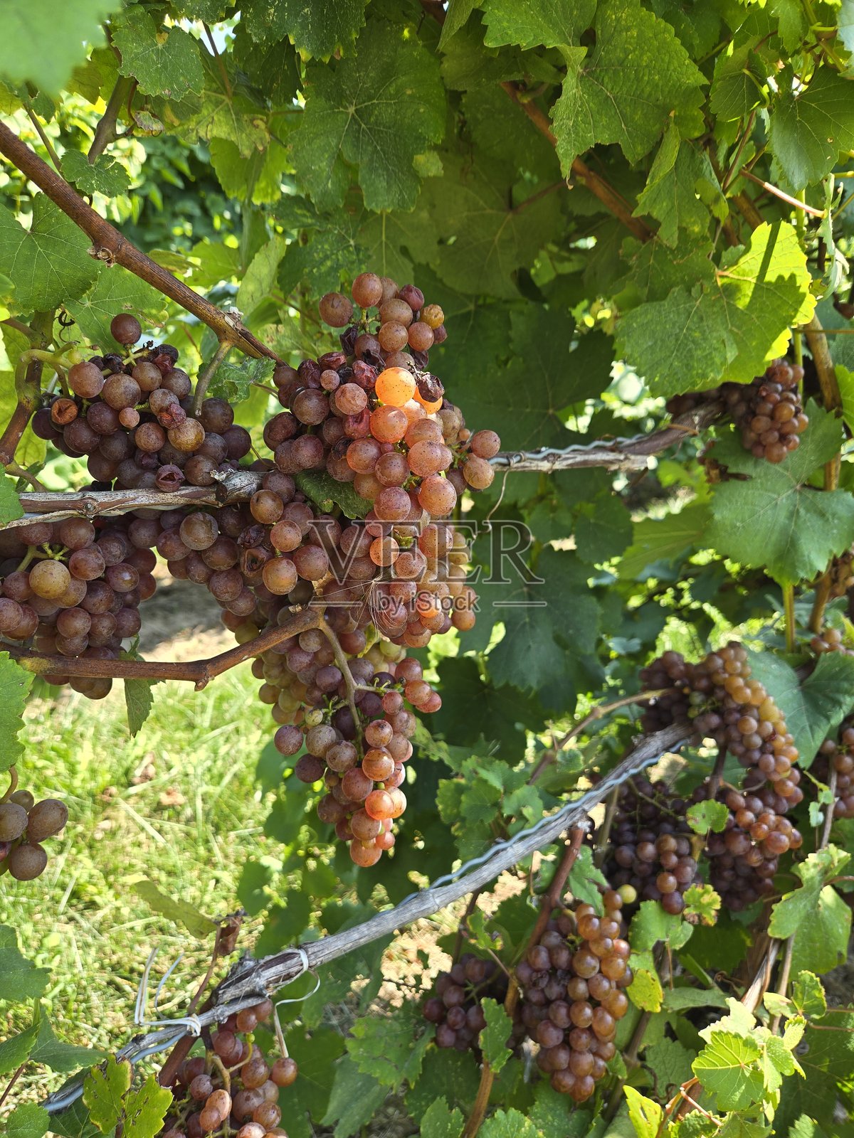 丰盛的藤蔓照片摄影图片