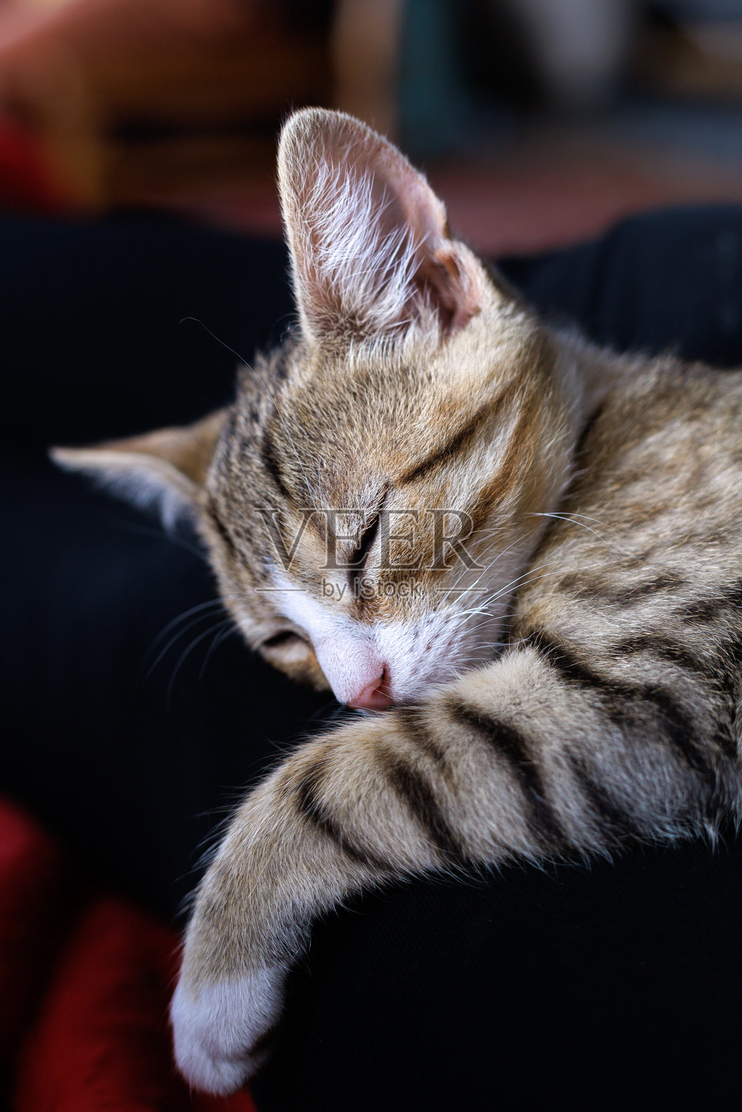 睡着的小猫在舒适的背景上特写照片摄影图片