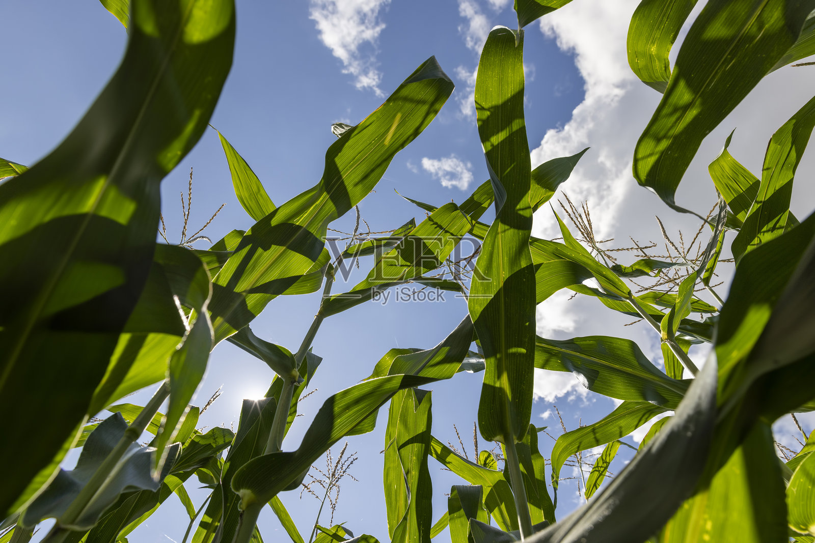 收割玉米的田地照片摄影图片