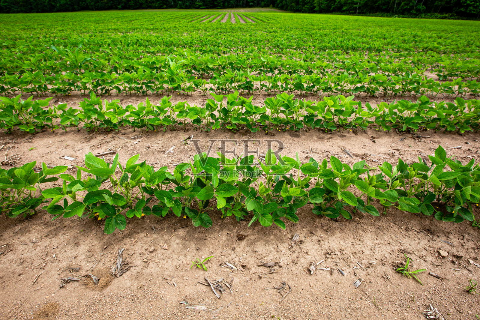 初夏威斯康星大豆田照片摄影图片