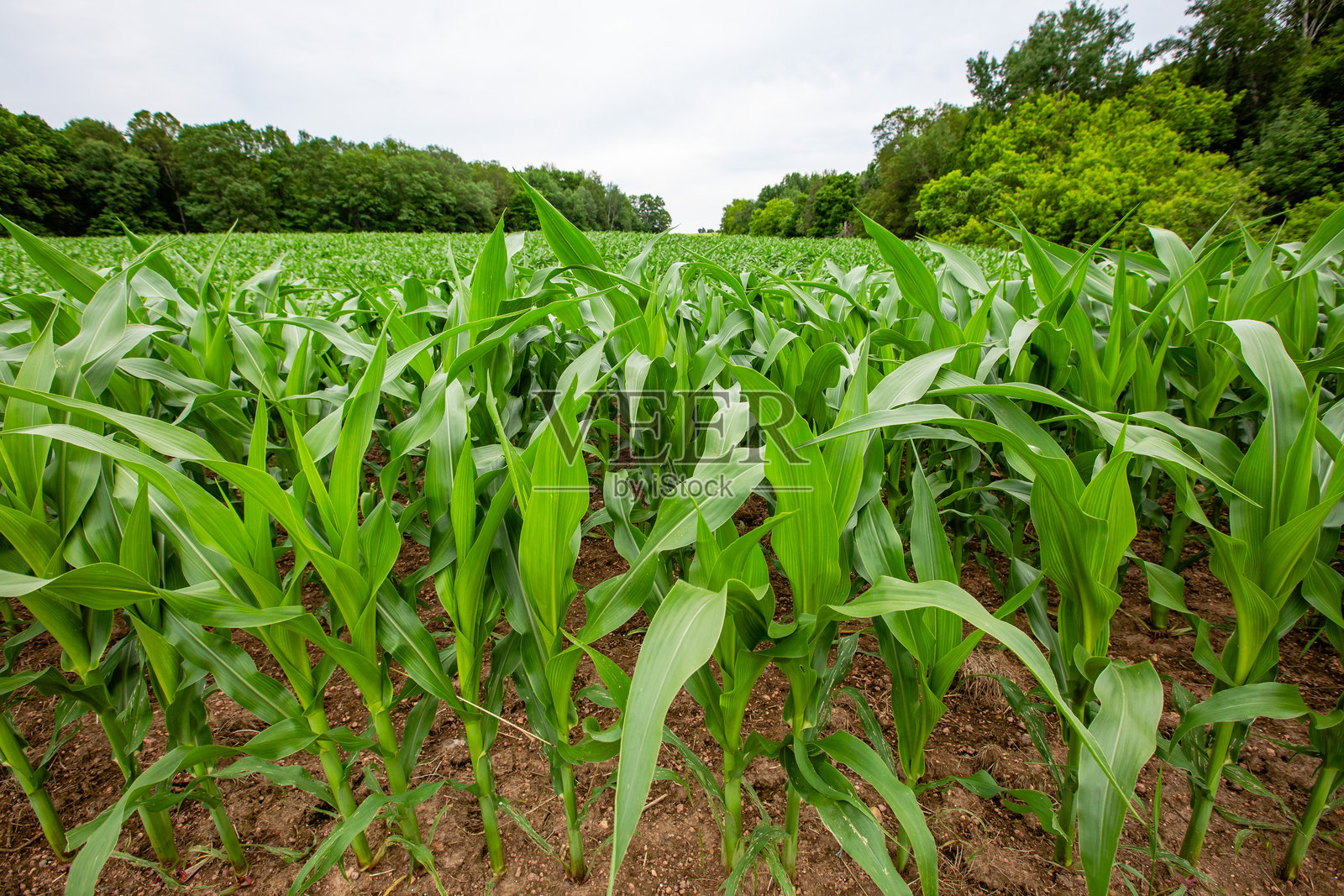 初夏的威斯康星玉米地照片摄影图片