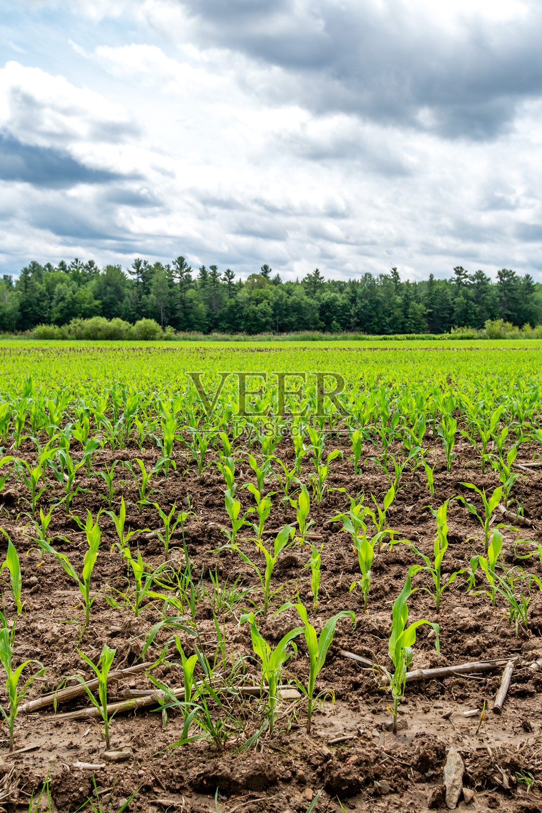初夏的威斯康星玉米地照片摄影图片