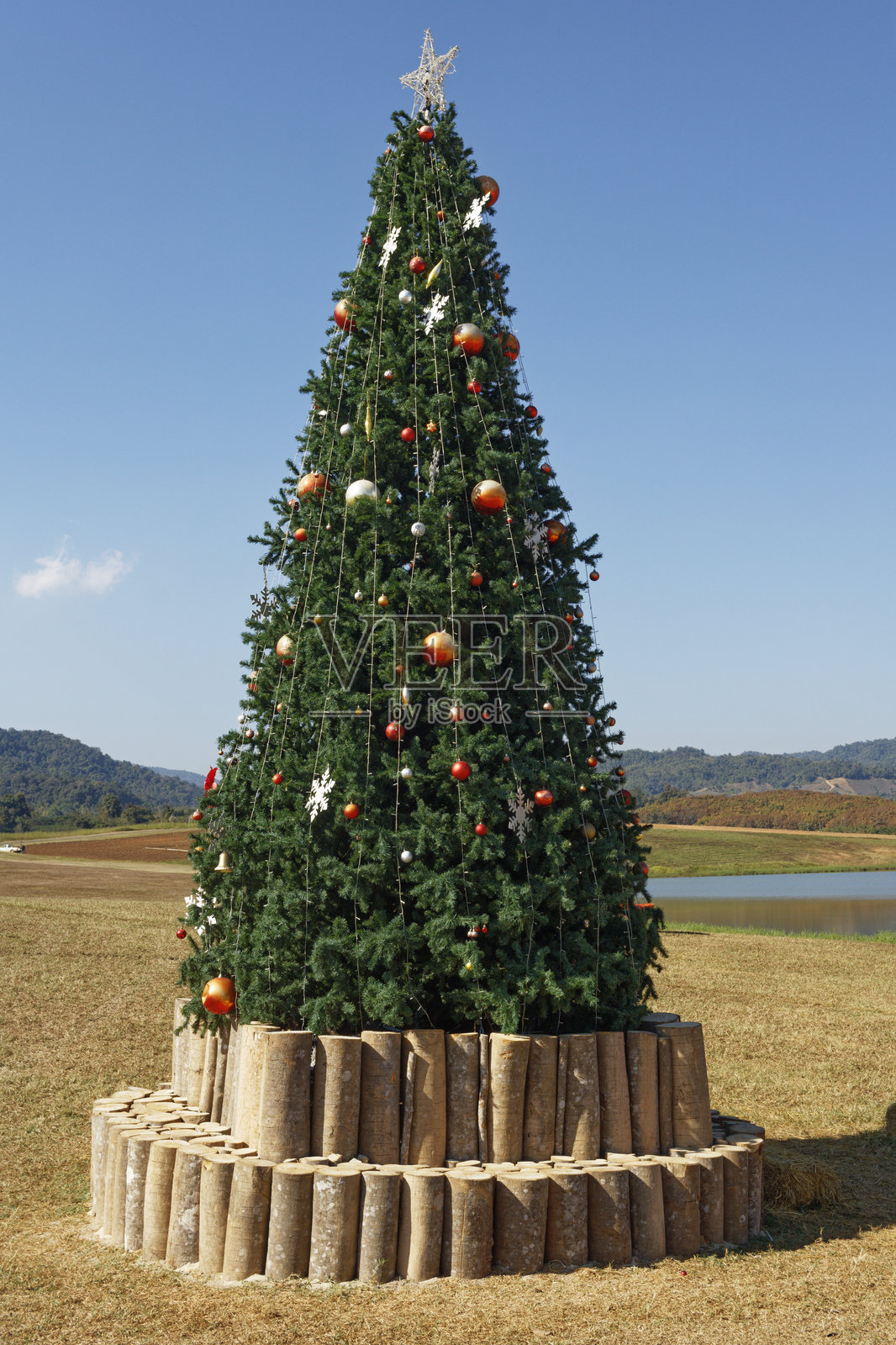 泰国山坡上的圣诞树照片摄影图片