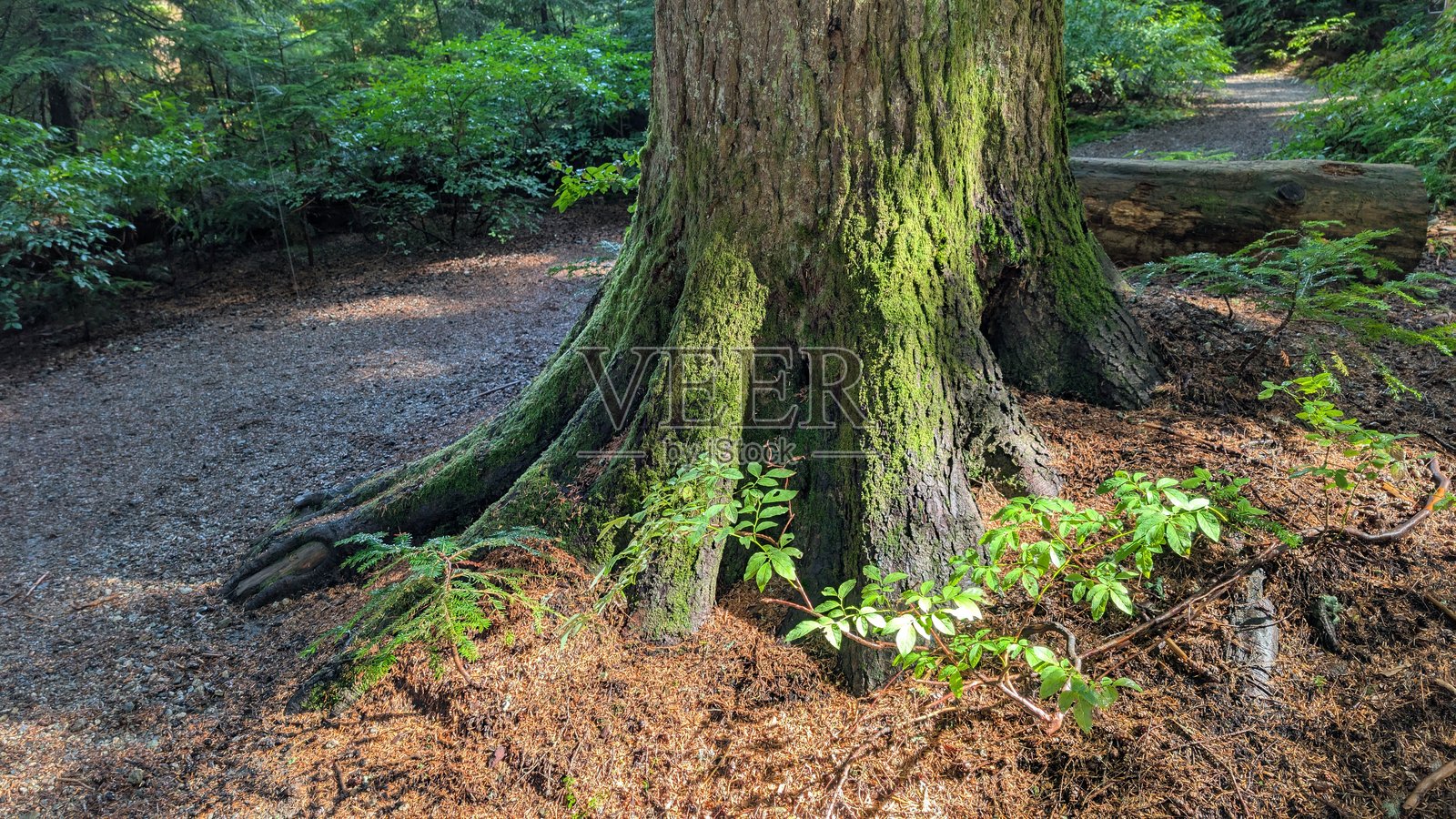 覆盖苔藓的古老树根基，暴露的根系位于郁郁葱葱的温带雨林中照片摄影图片