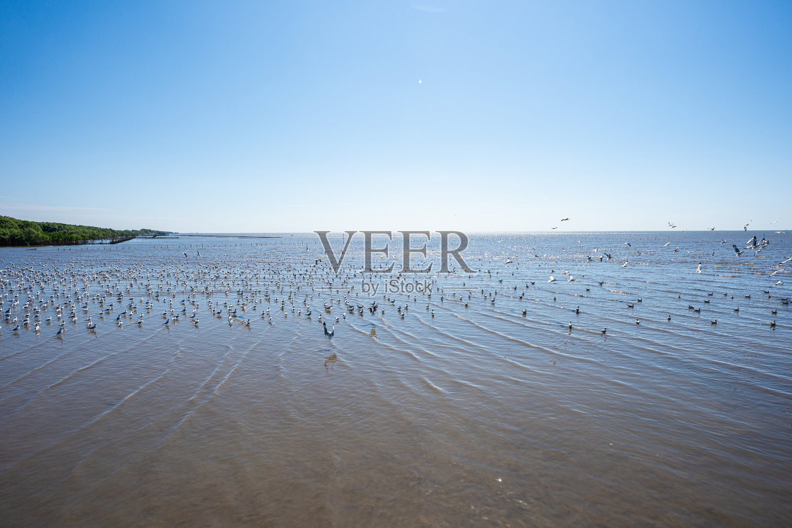 一群海鸥在海滩湾捕猎照片摄影图片