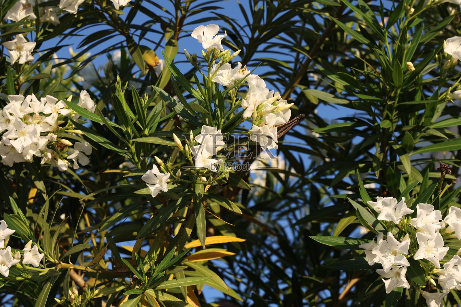 一枝盛开的白色夹竹桃花照片摄影图片