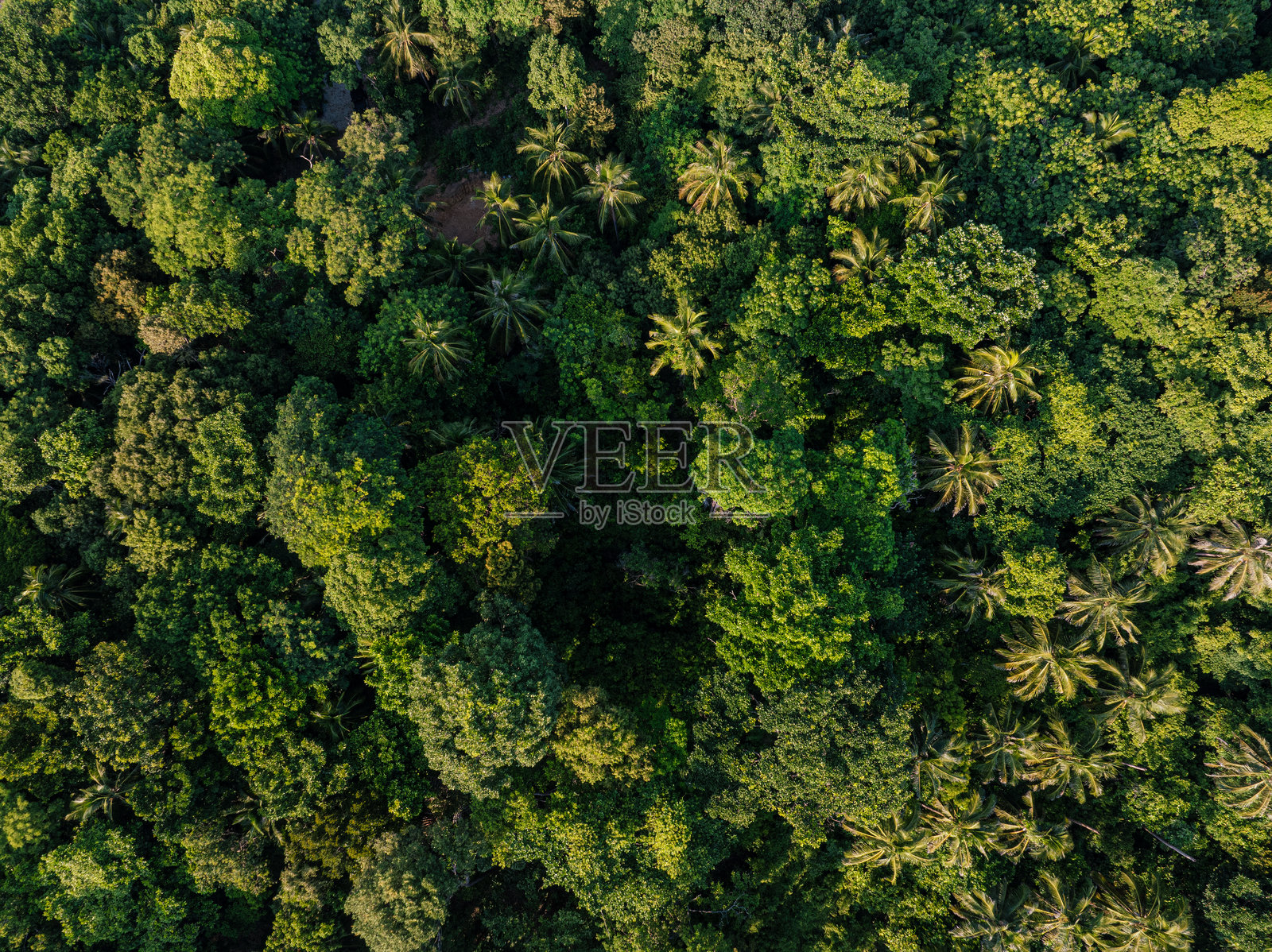 热带绿色树木森林背景，多种类型的森林照片摄影图片