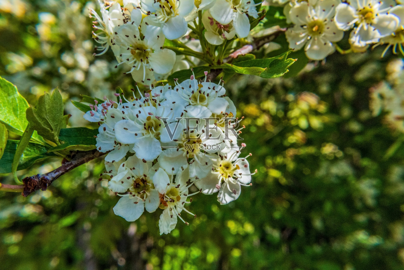 宏观摄影，动物，自然 - 欧洲，东欧照片摄影图片