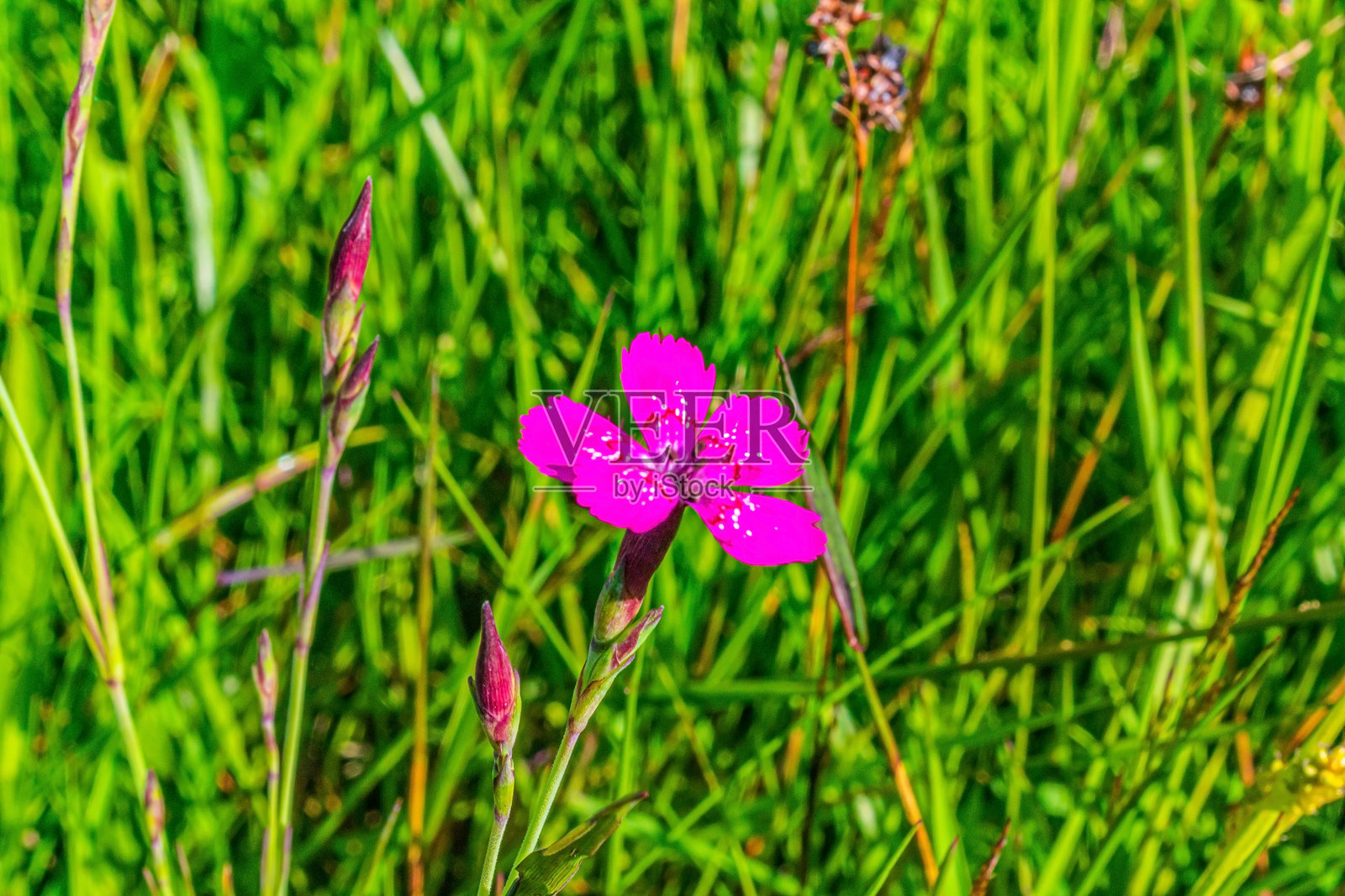 宏观摄影，动物，自然 - 欧洲，东欧照片摄影图片