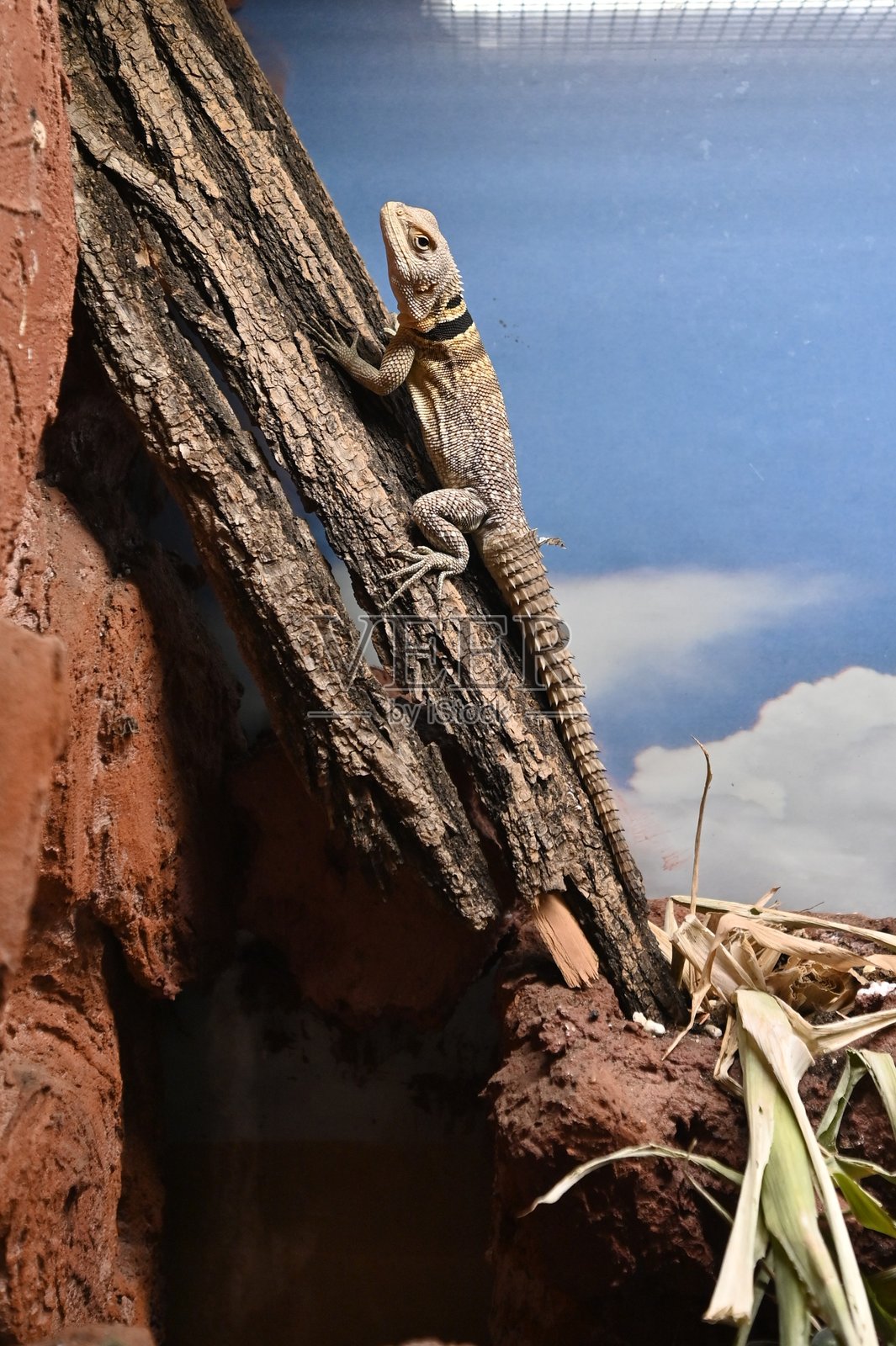 匈牙利动物园里的蜥蜴。照片摄影图片