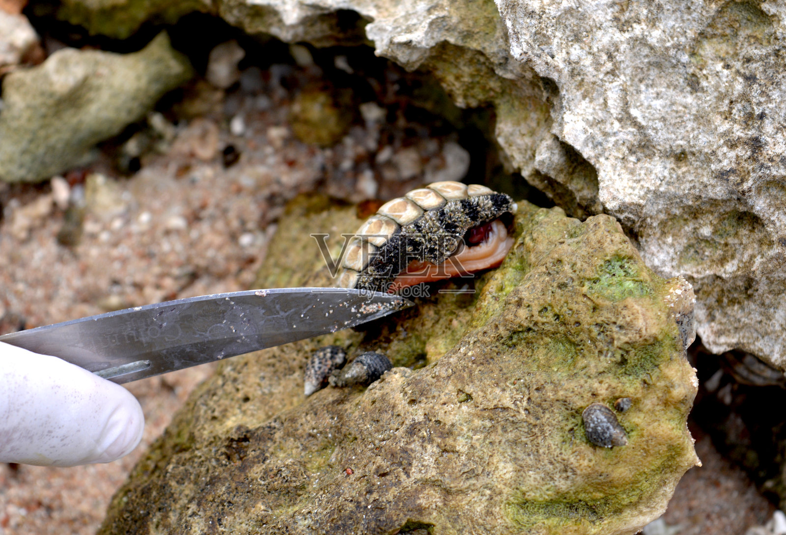侧面视图的海螺照片摄影图片