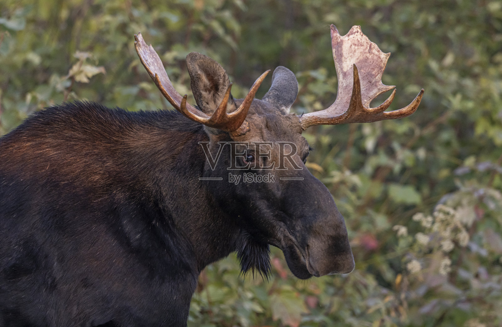 公牛驼鹿照片摄影图片