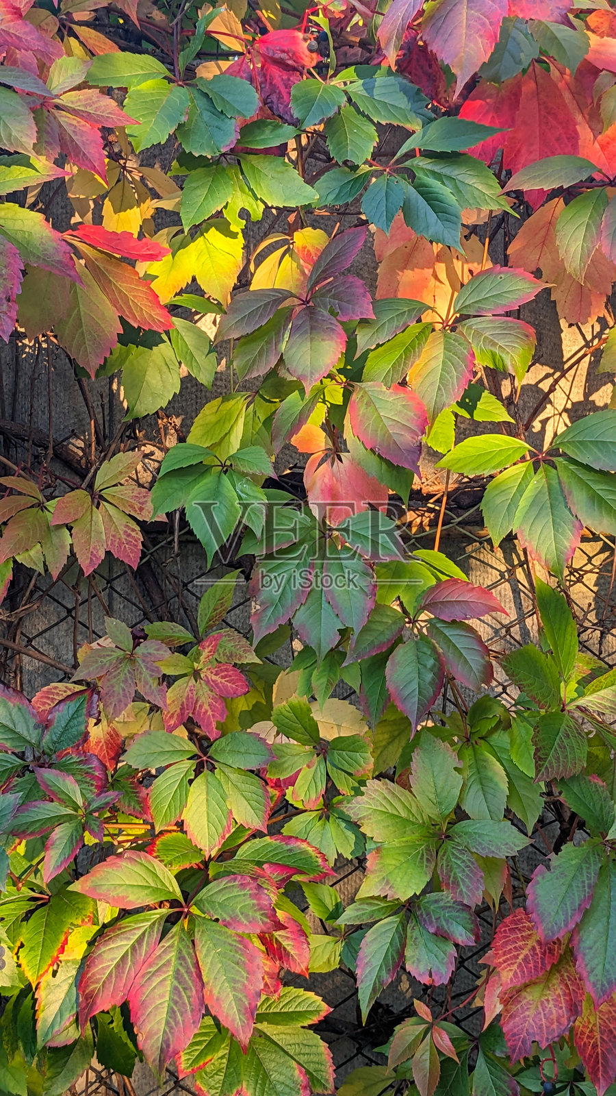 维吉尼亚爬山虎的鲜艳叶子照片摄影图片