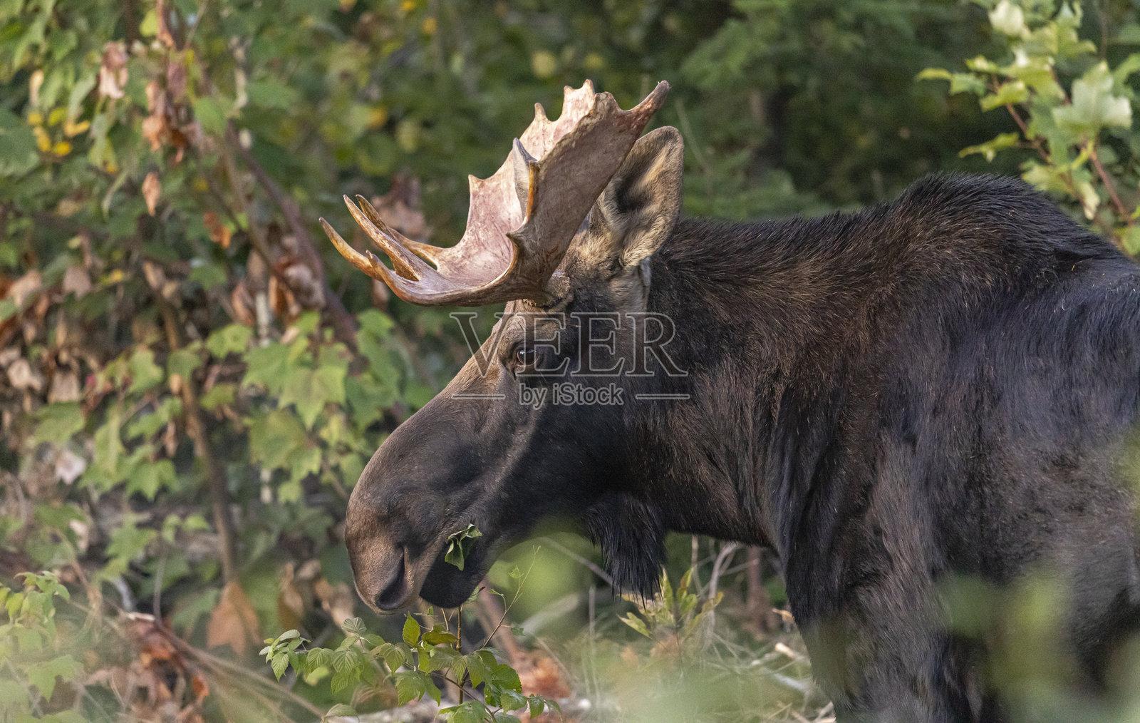 公牛驼鹿照片摄影图片