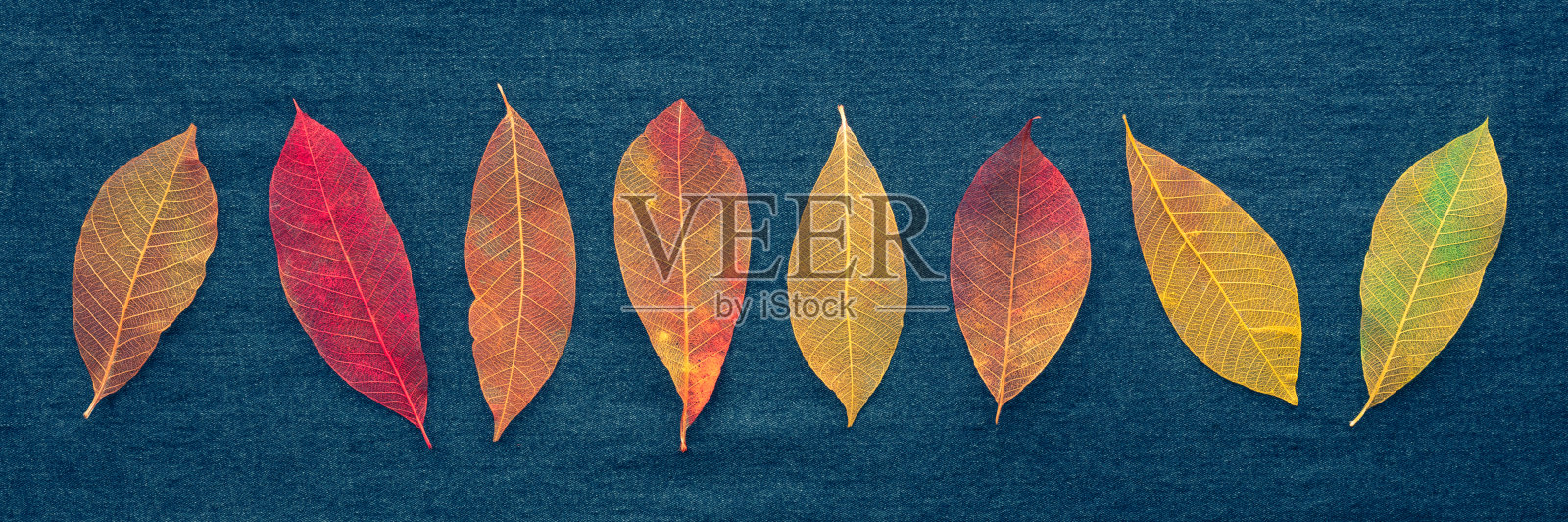 秋叶横幅。蓝色纹理上的骨架叶子。秋季全景照片摄影图片