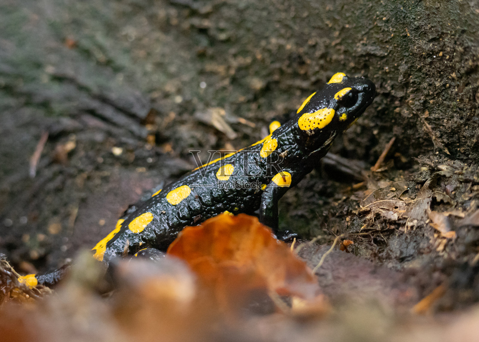 火蝾螈（Salamandra salamandra）在潮湿的自然栖息地中。特写展示了这种两栖动物独特的黄黑色彩。照片摄影图片