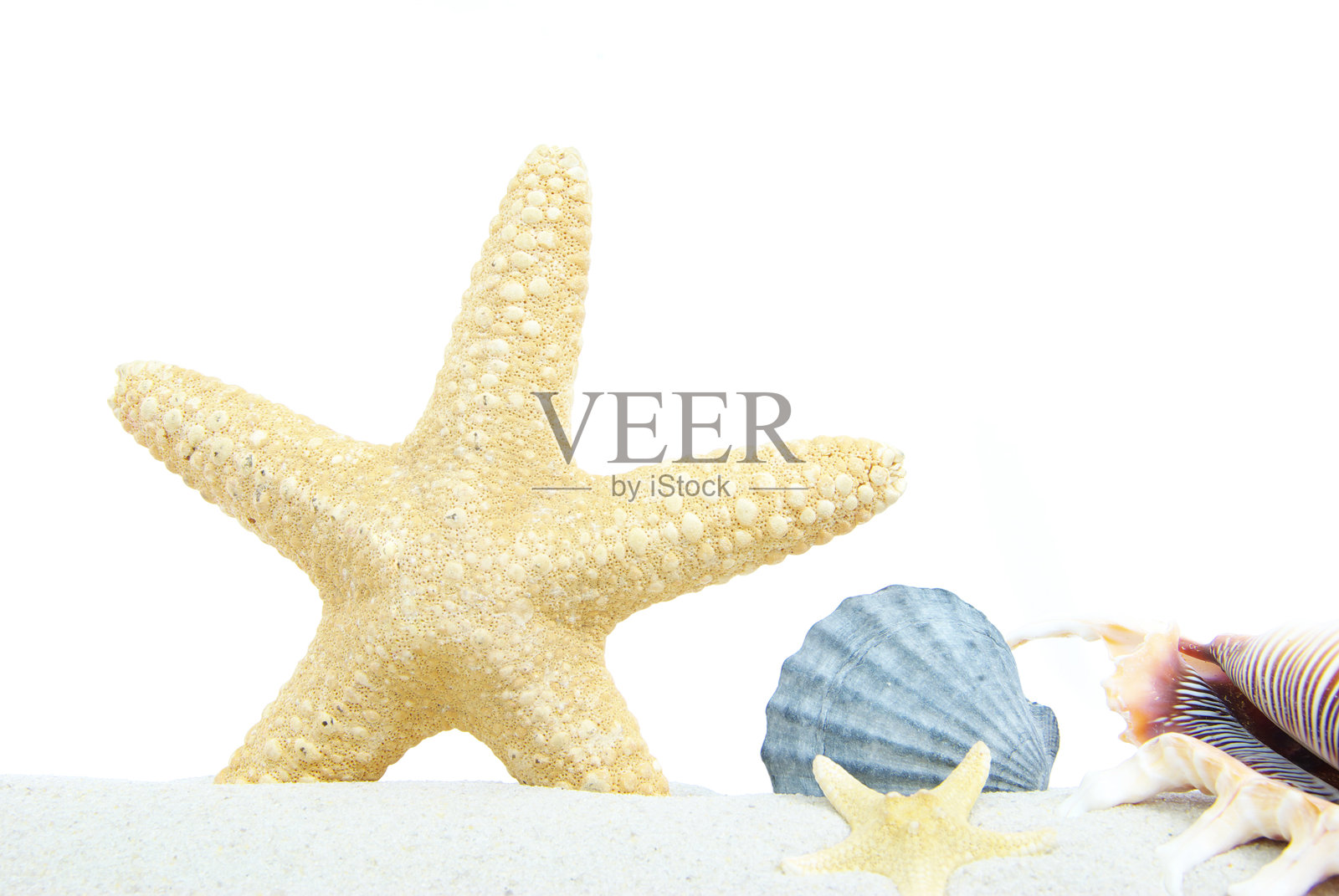 贝壳照片摄影图片