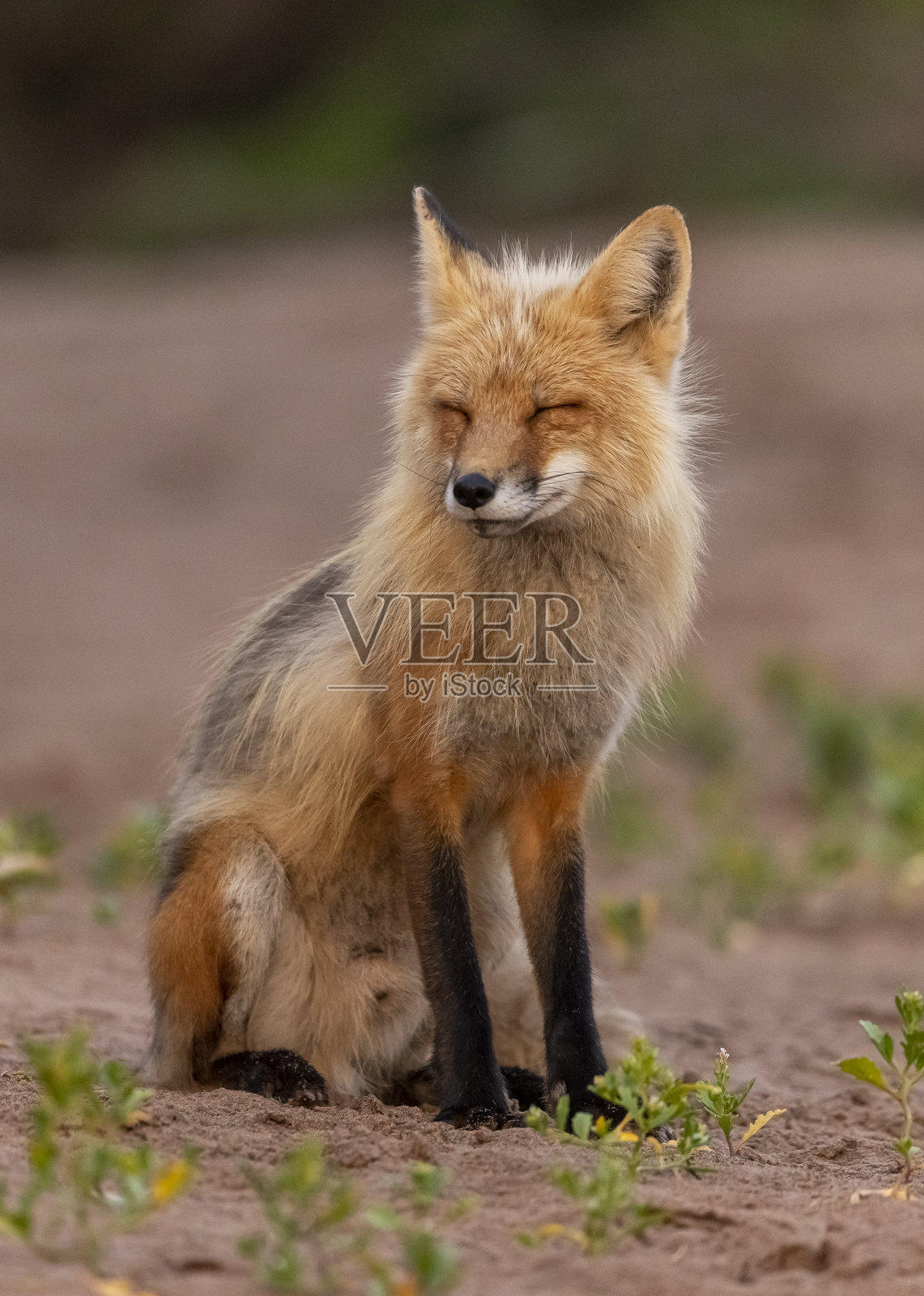 红狐照片摄影图片