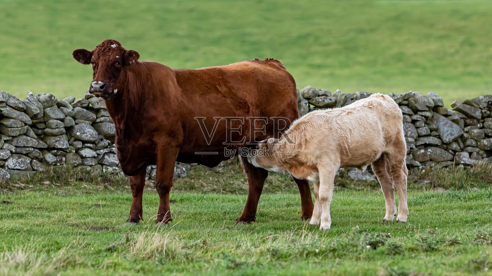 英格兰赫里福德牛在哺乳小牛。照片摄影图片