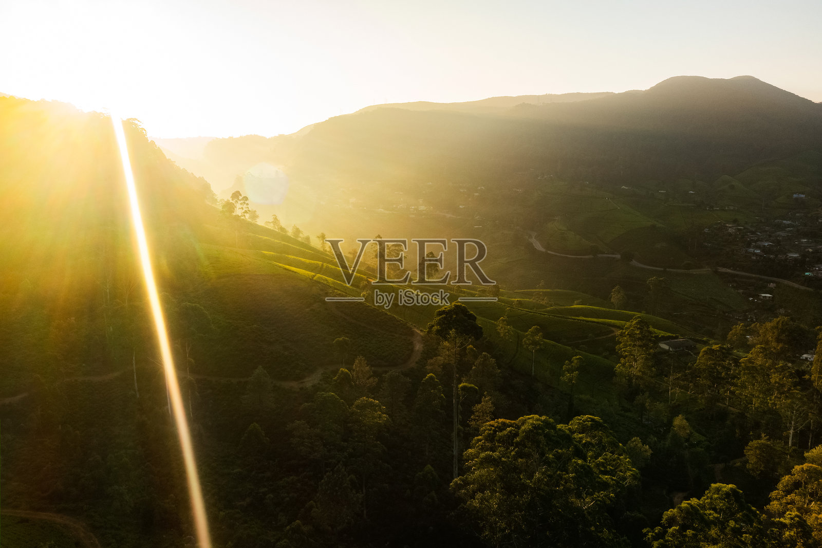 金色日出照耀着山茶种植园，风景如画的绿色山谷尽收眼底照片摄影图片