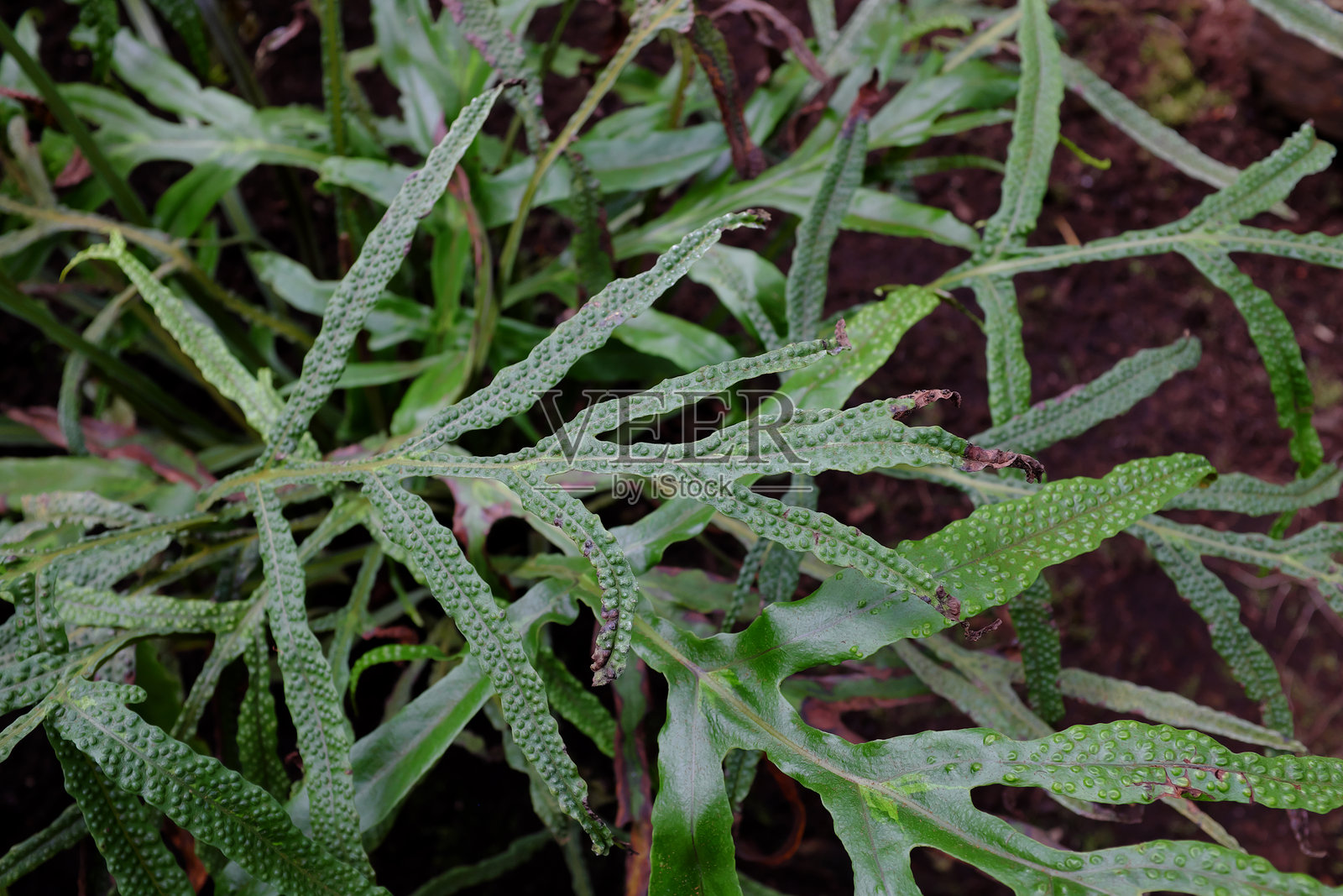 2018年植物清单照片摄影图片