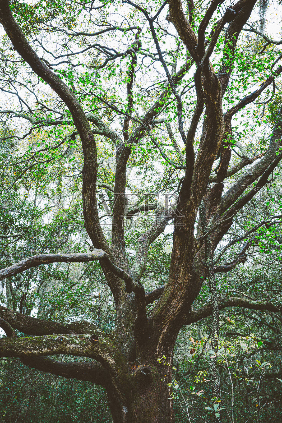 橡树上垂挂的西班牙苔藓照片摄影图片