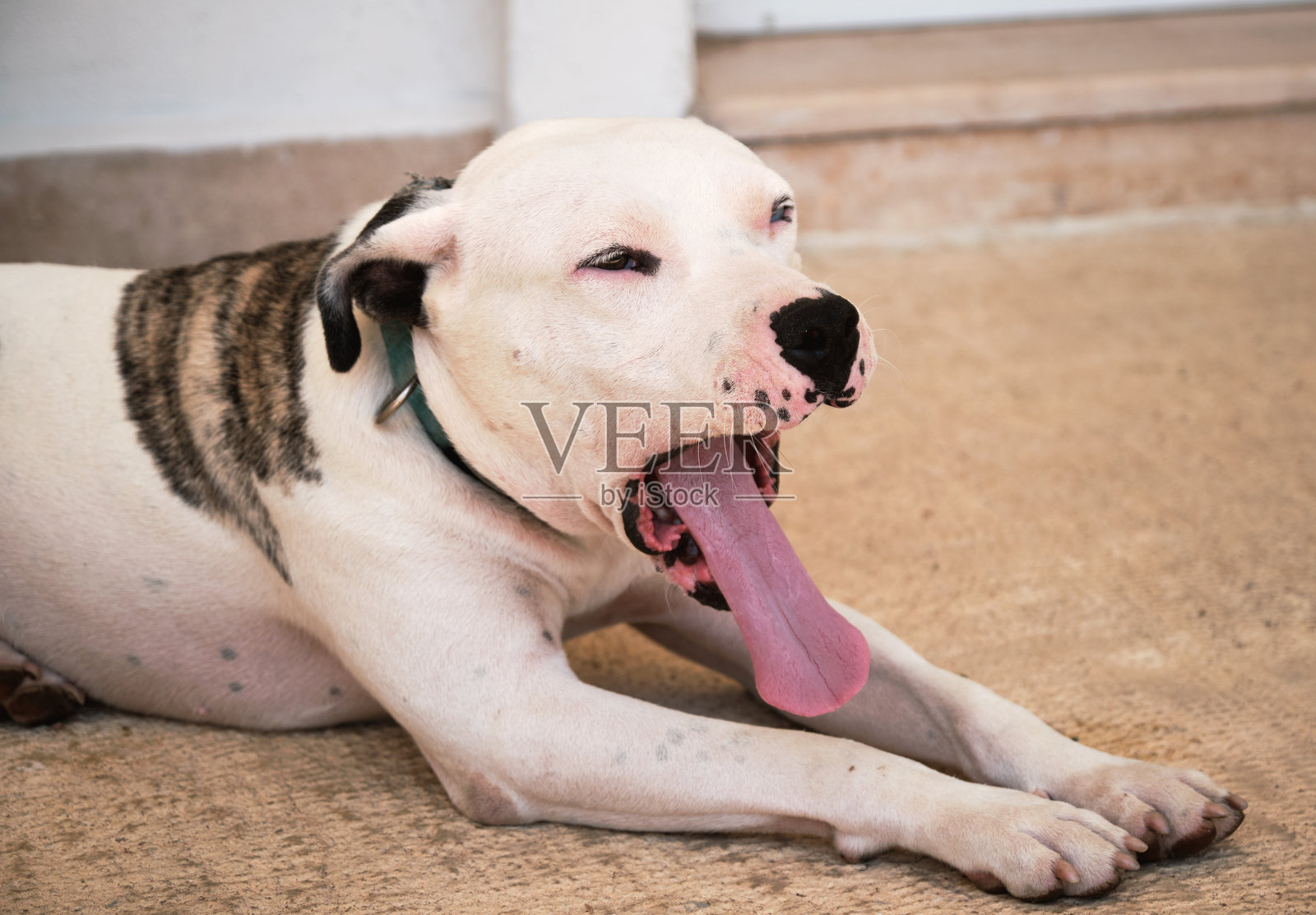 美国斗牛犬打哈欠，露出它那条长长的粉色舌头照片摄影图片