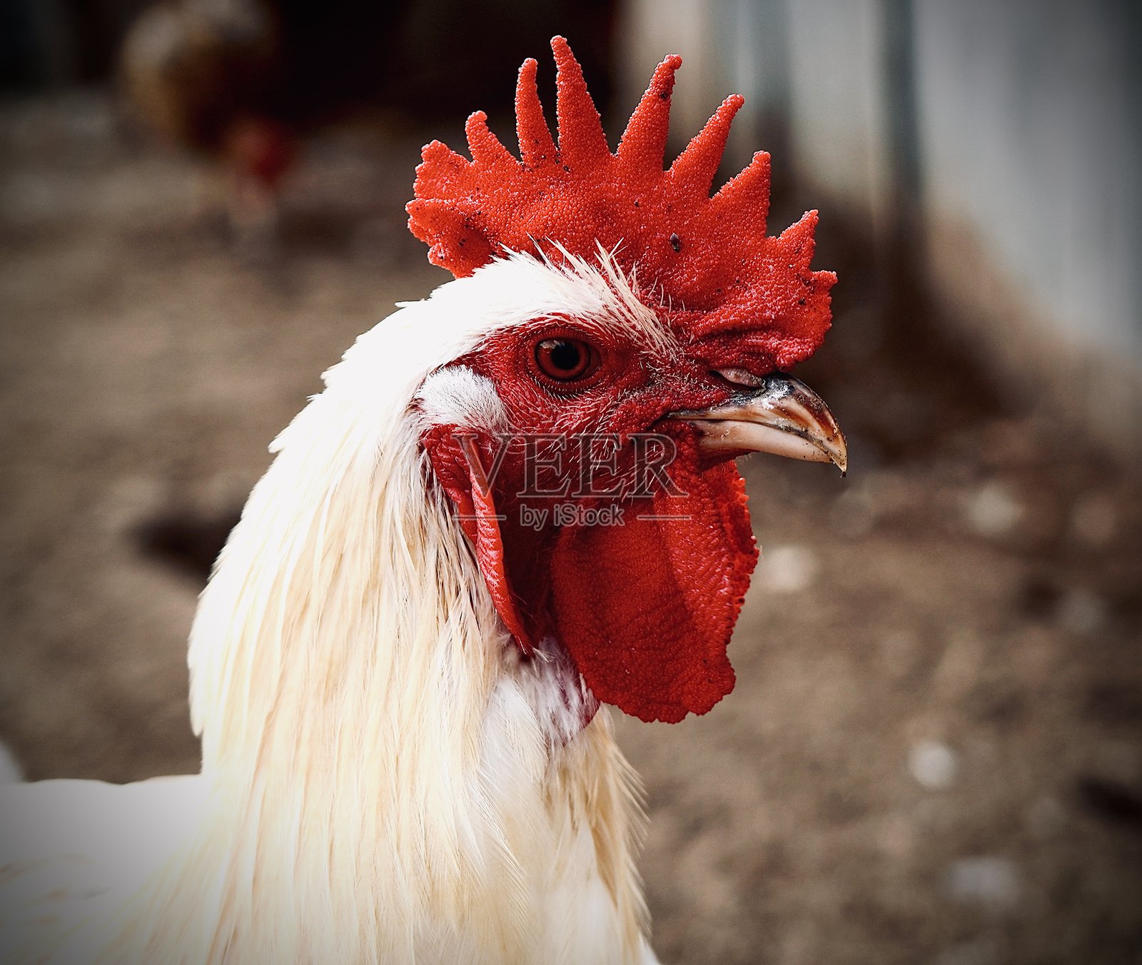 公鸡照片摄影图片