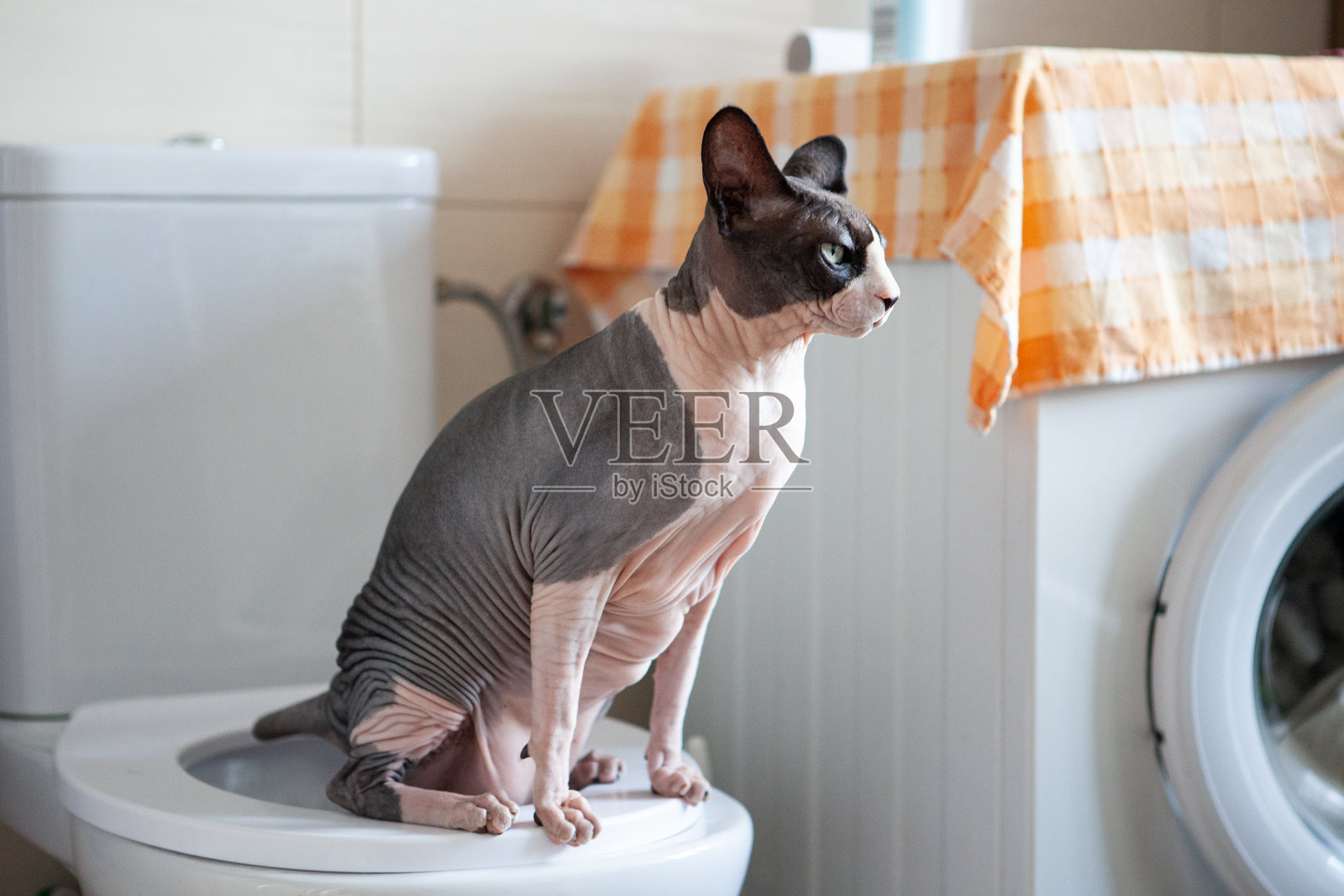 斯芬克斯猫在马桶和洗衣机旁边照片摄影图片