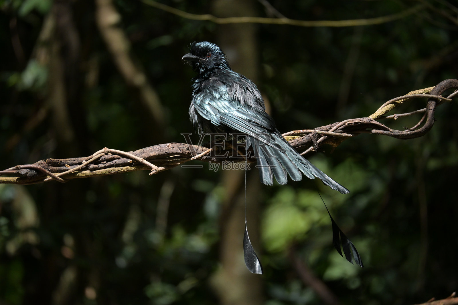 环尾太阳鸟照片摄影图片