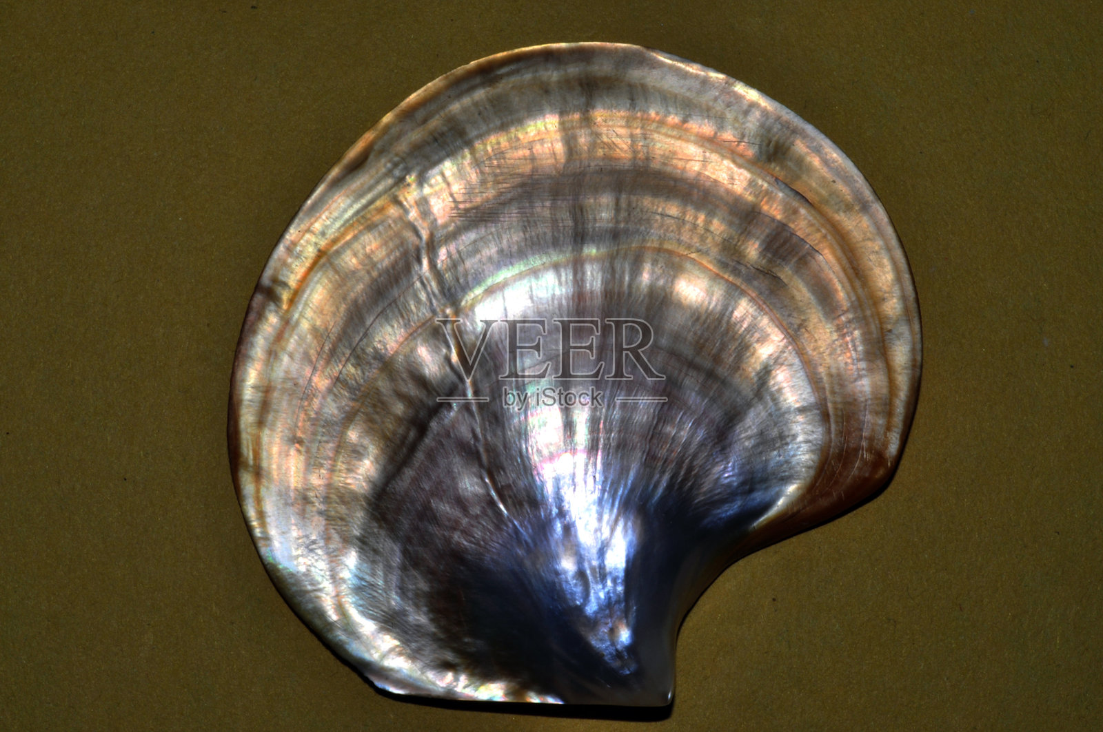 海螺，印度，亚洲照片摄影图片