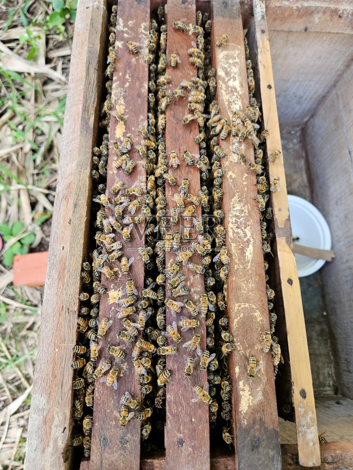 一个繁忙的蜜蜂群落在蜂箱内的木框上特写。照片摄影图片