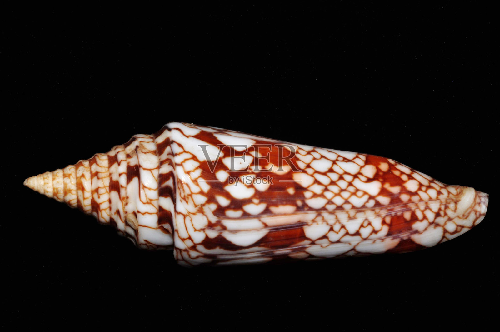 印度的锥形米尔尼德壳，亚洲照片摄影图片