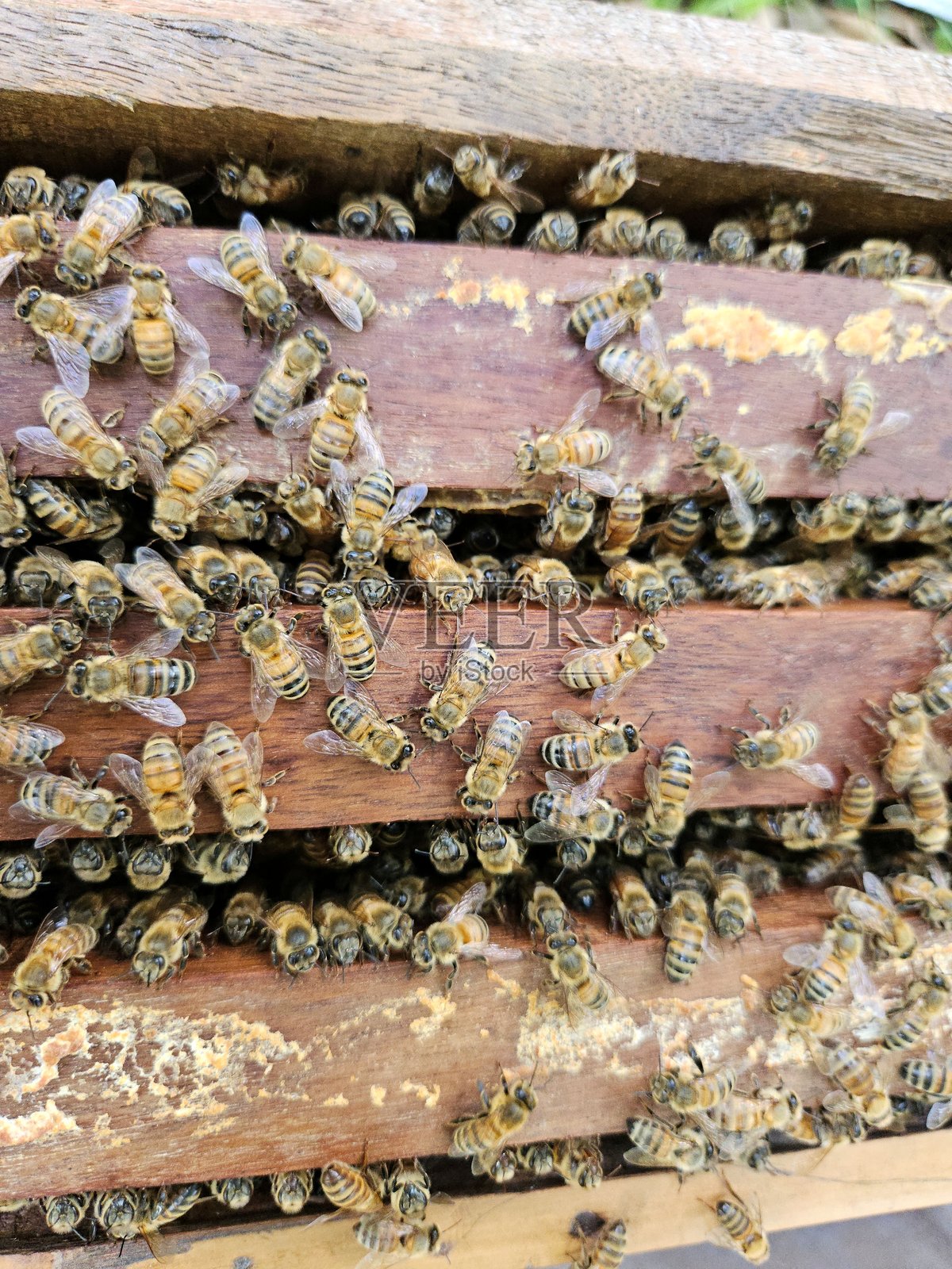 一个繁忙的蜜蜂群落在蜂箱内的木框上特写。照片摄影图片