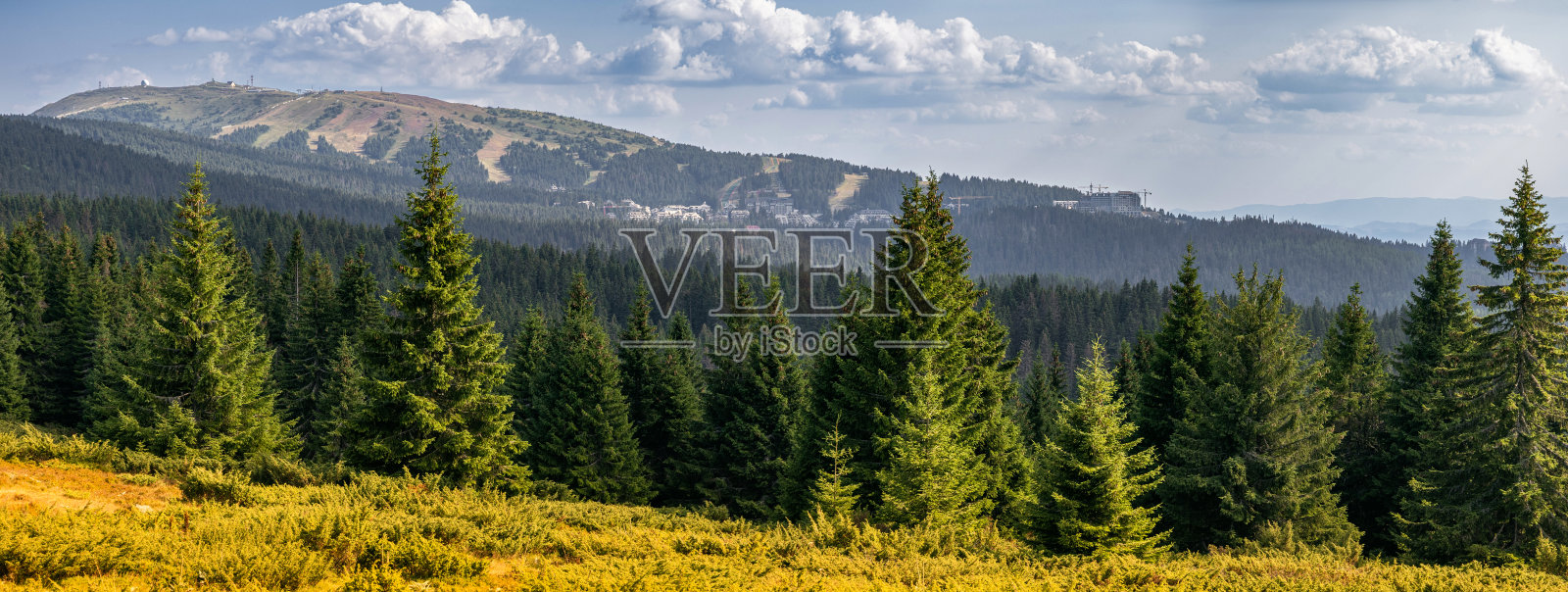 科帕奥尼克山全景，展示了塞尔维亚的绿色云杉树、金色草甸和滑雪坡。照片摄影图片