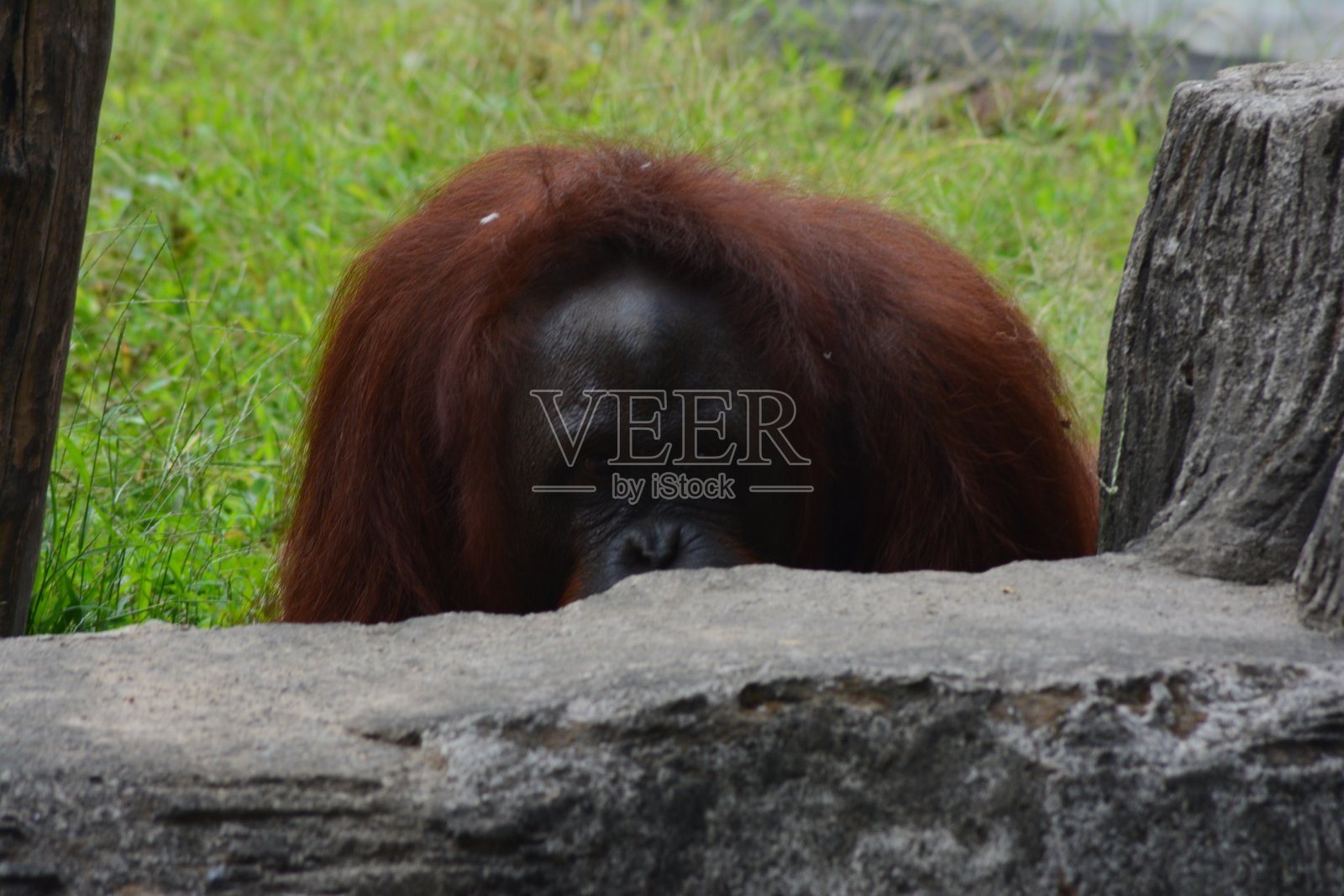 动物园里一只猩猩躲在岩石后面照片摄影图片