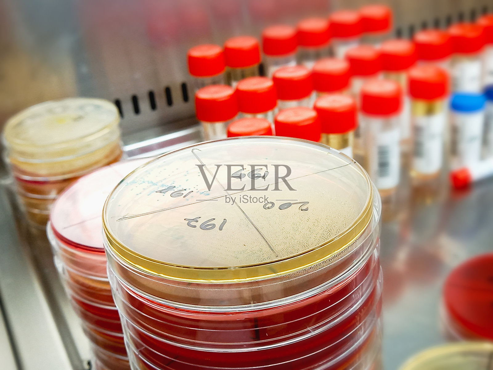 实验室培养皿中的细菌培养物。照片摄影图片